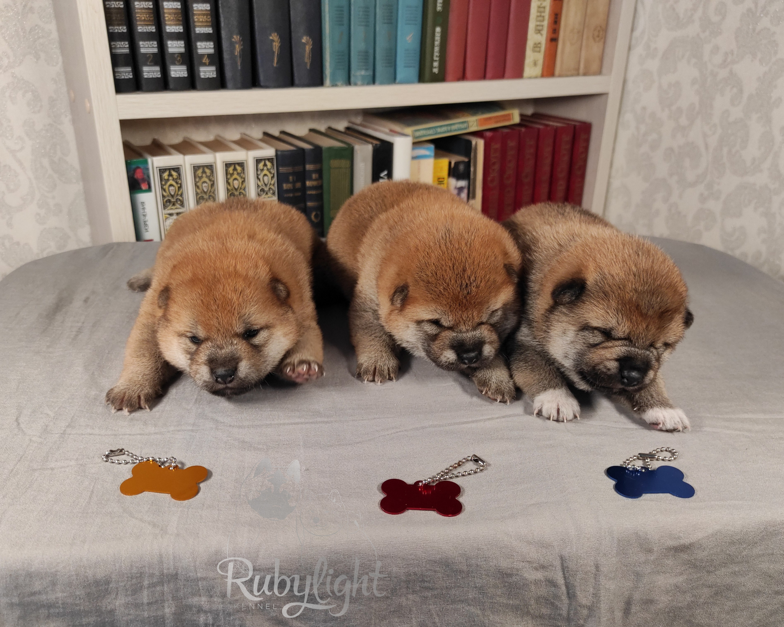 сиба питомник Рубилайт щенки на продажу rubylight  сиба щенки купить