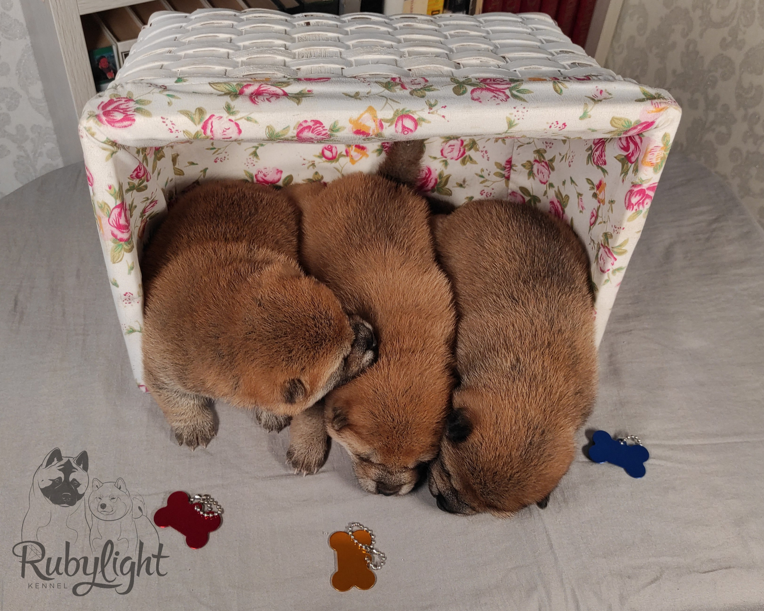 сиба питомник Рубилайт щенки на продажу rubylight  сиба щенки купить