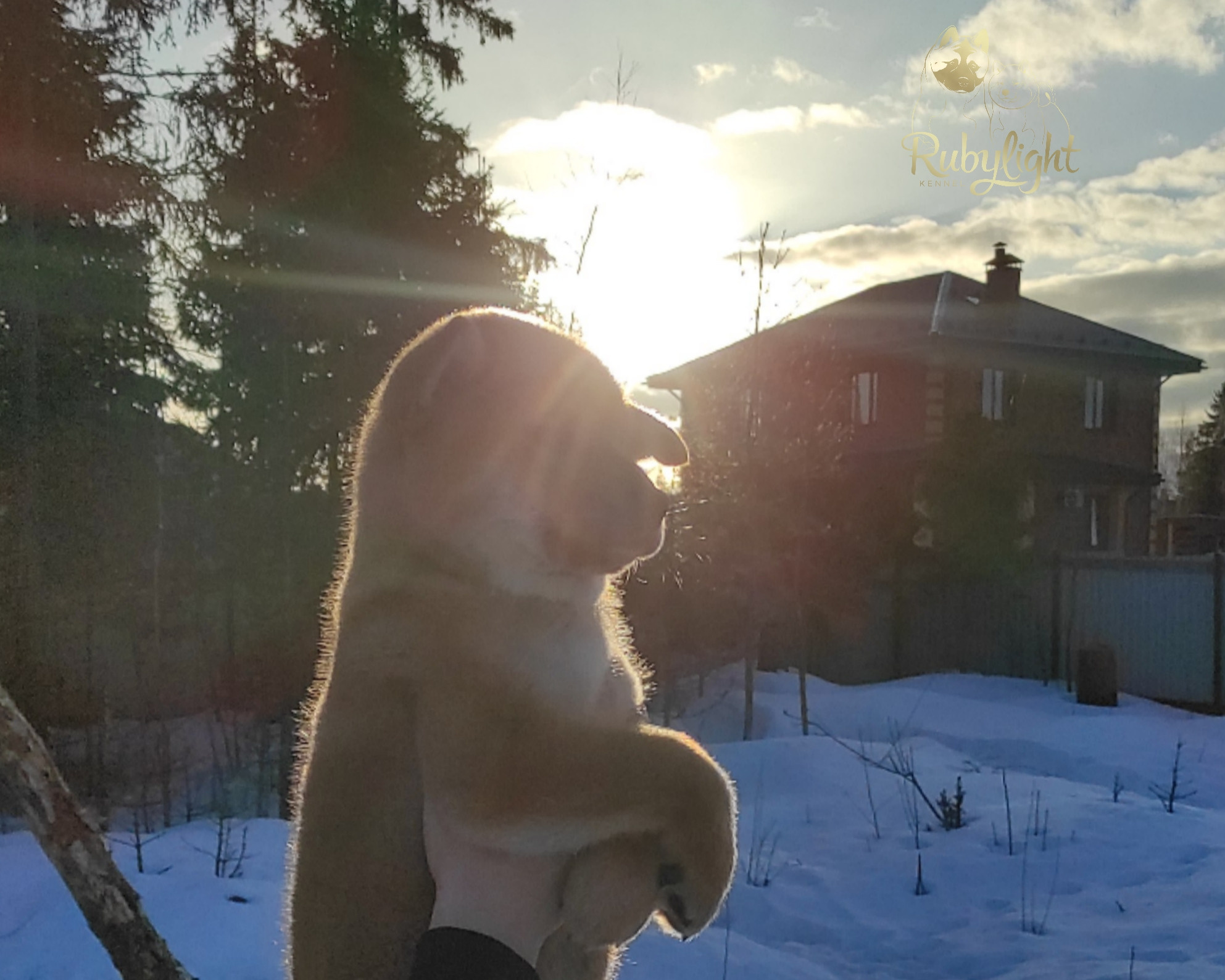 сиба питомник Рубилайт щенки на продажу rubylight  сиба щенки купить Шиба сиба-ину