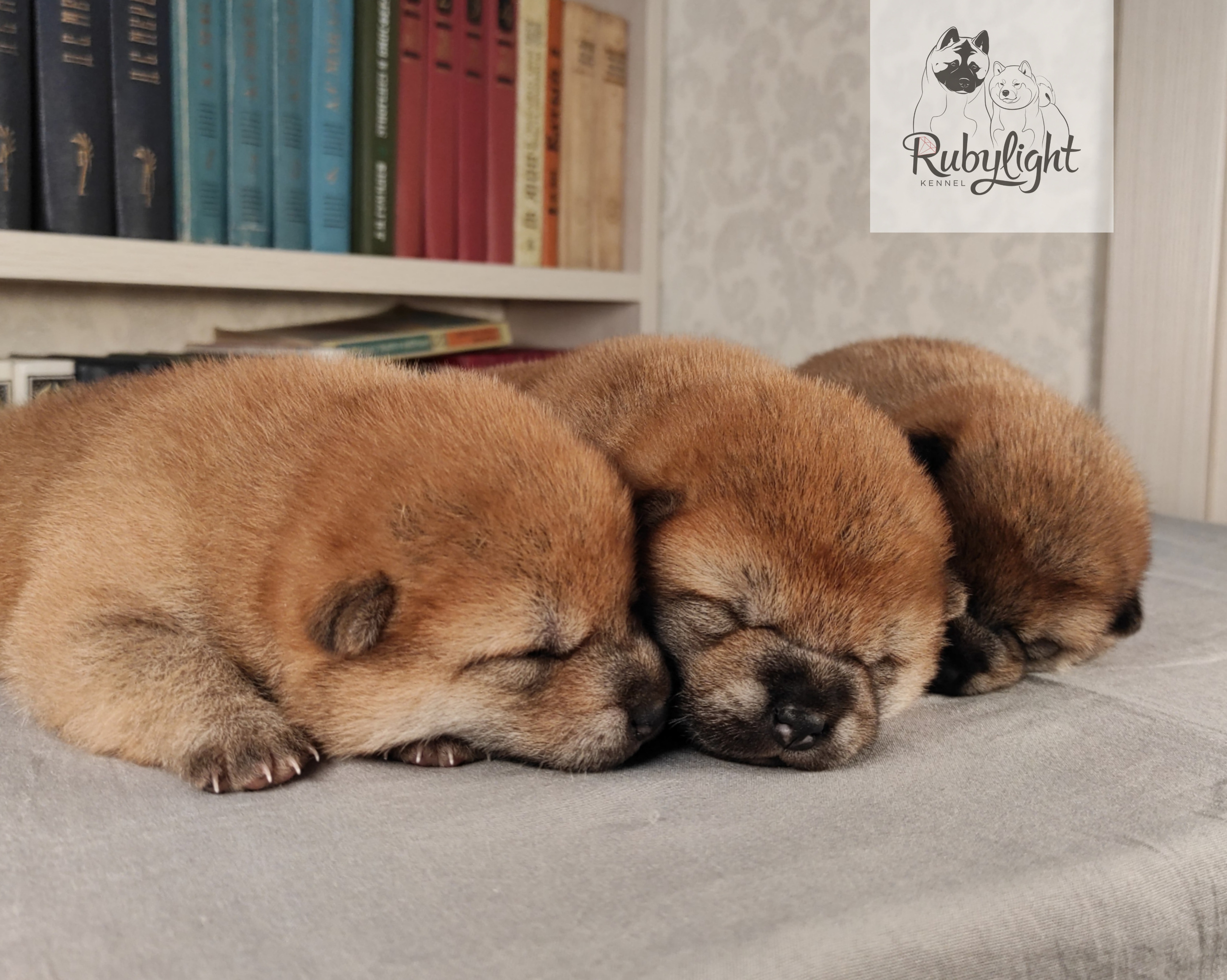 сиба питомник Рубилайт щенки на продажу rubylight  сиба щенки купить