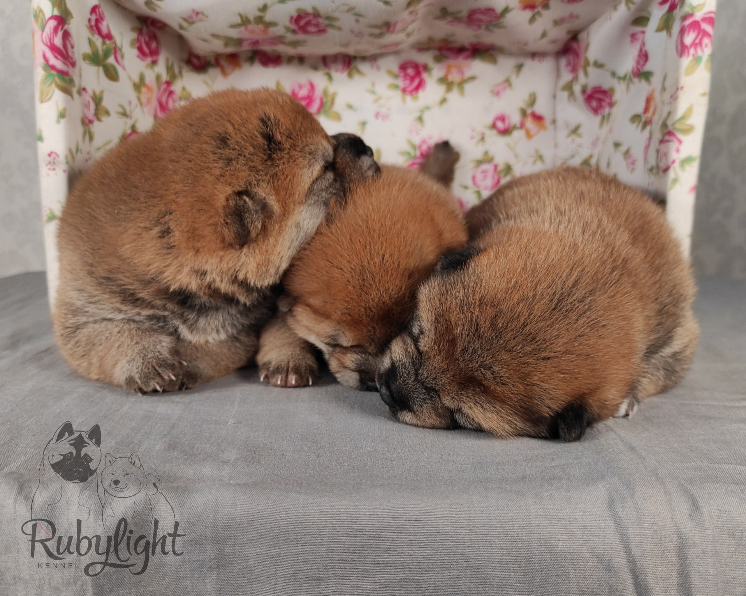 сиба питомник Рубилайт щенки на продажу rubylight  сиба щенки купить