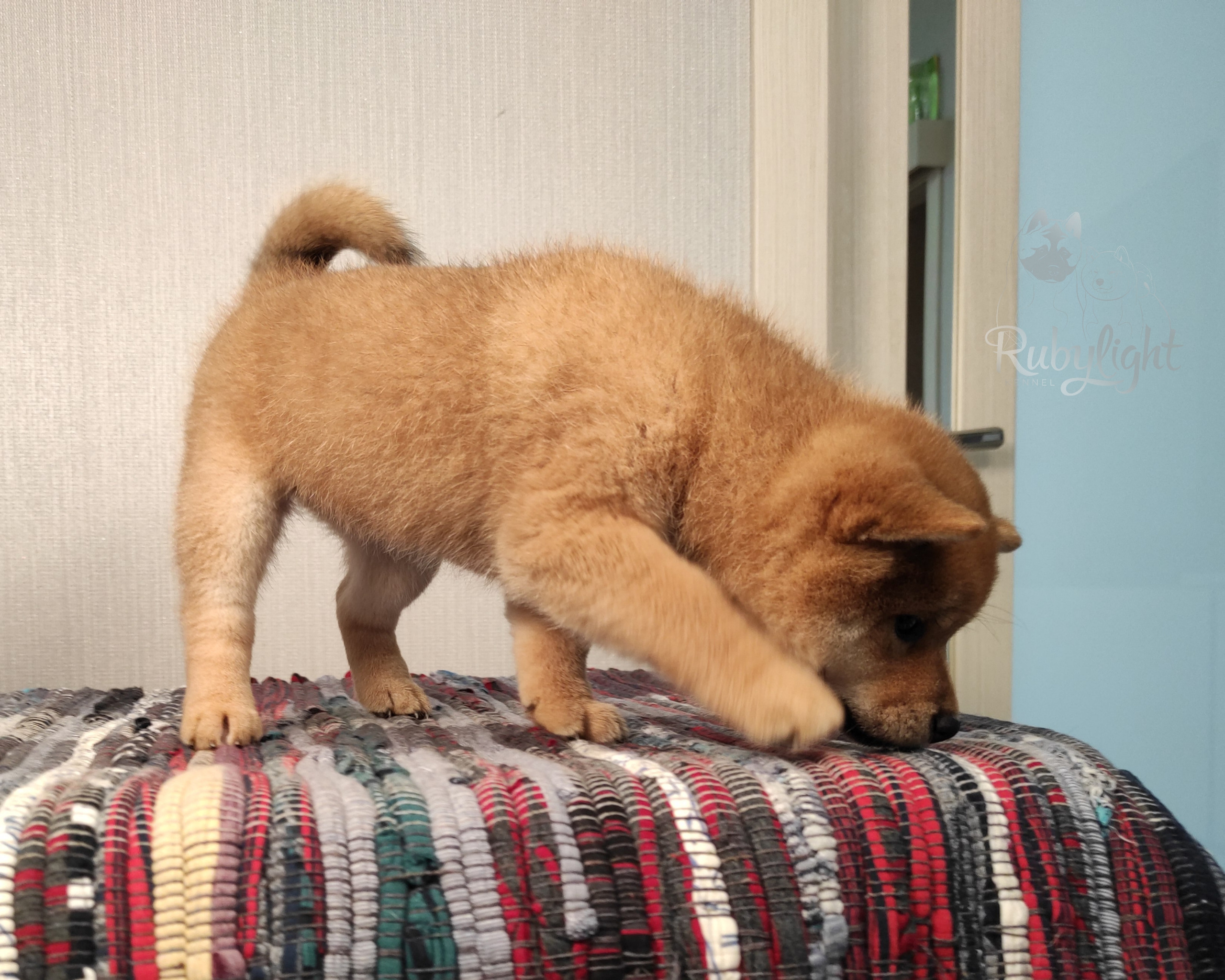 сиба питомник Рубилайт щенки на продажу rubylight  сиба щенки купить