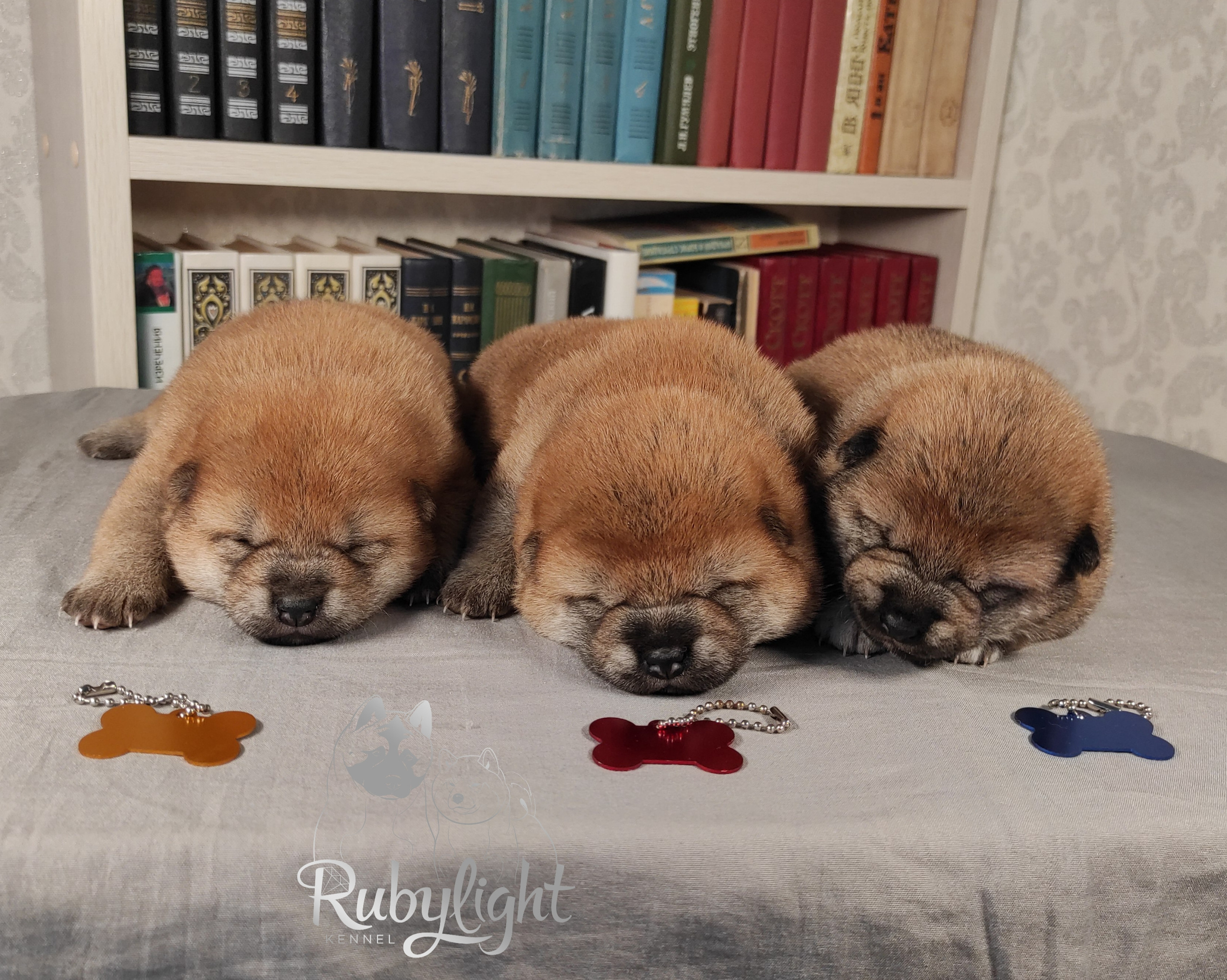 сиба питомник Рубилайт щенки на продажу rubylight  сиба щенки купить