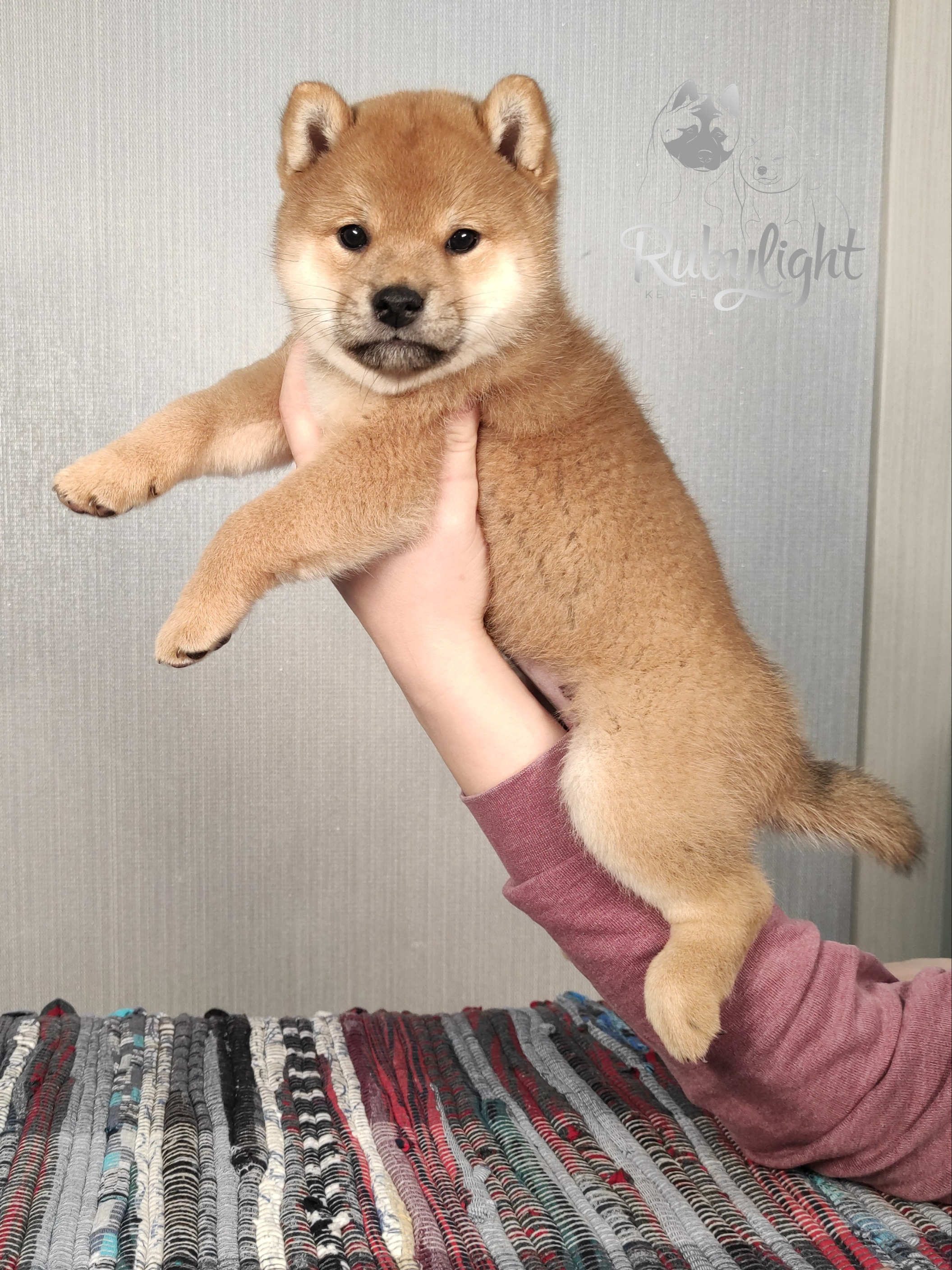 сиба питомник Рубилайт щенки на продажу rubylight  сиба щенки купить