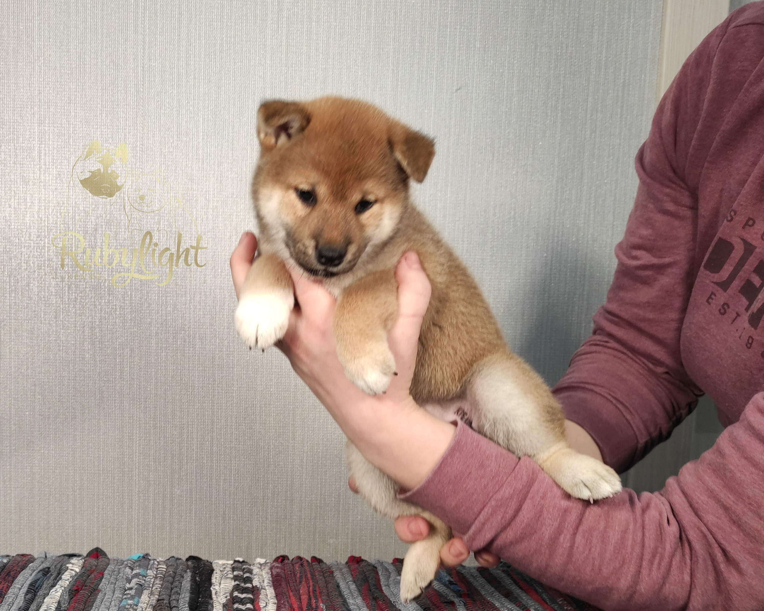 сиба питомник Рубилайт щенки на продажу rubylight  сиба щенки купить