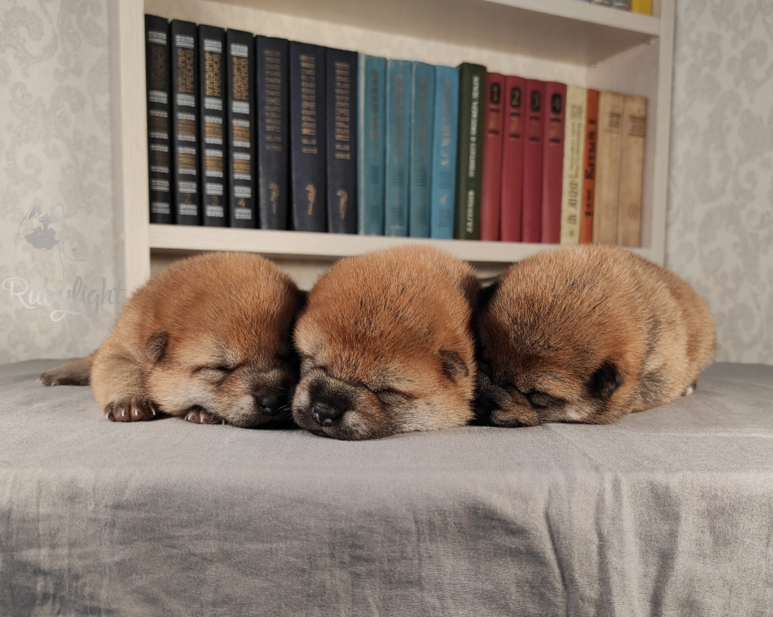 сиба питомник Рубилайт щенки на продажу rubylight  сиба щенки купить