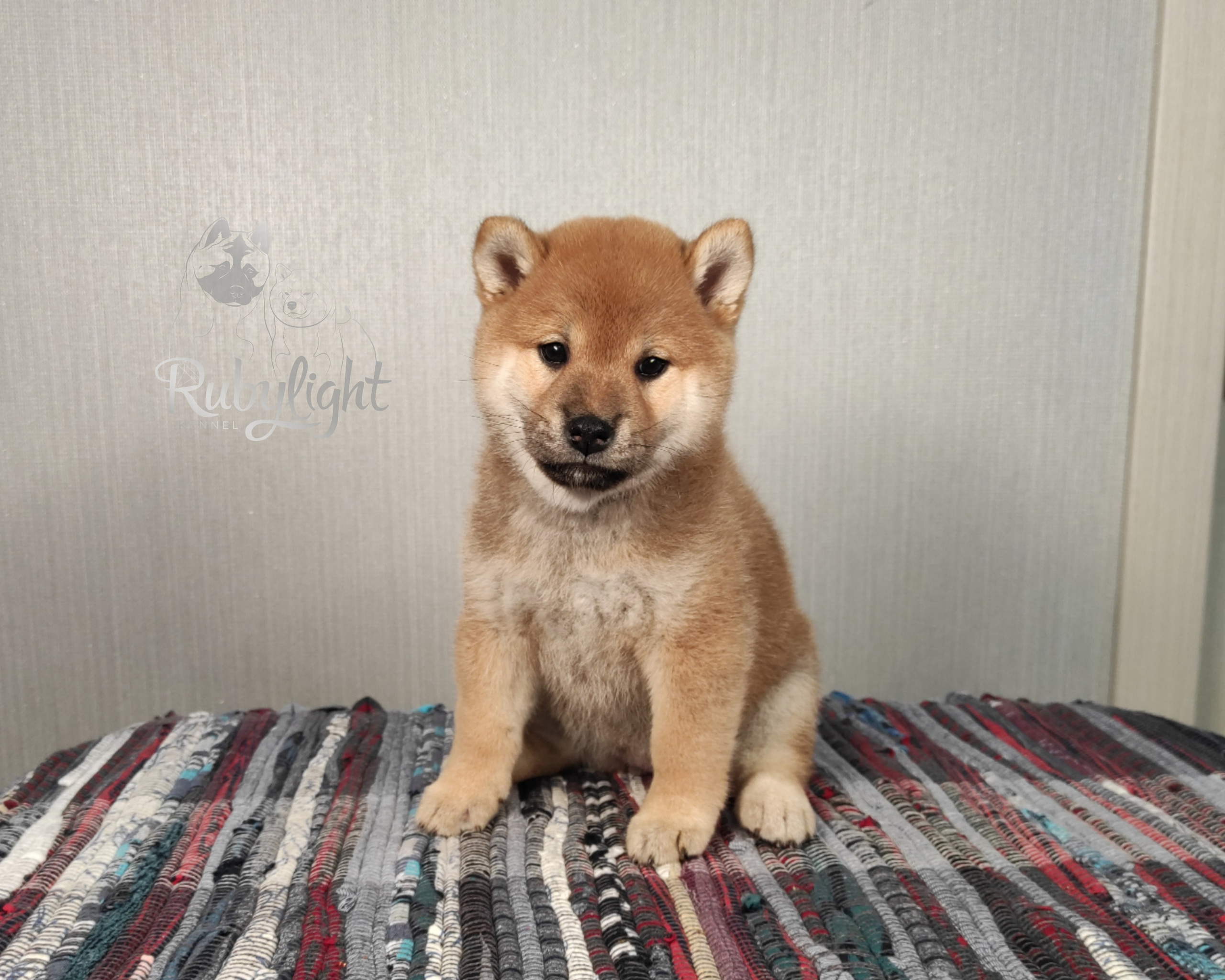 сиба питомник Рубилайт щенки на продажу rubylight  сиба щенки купить