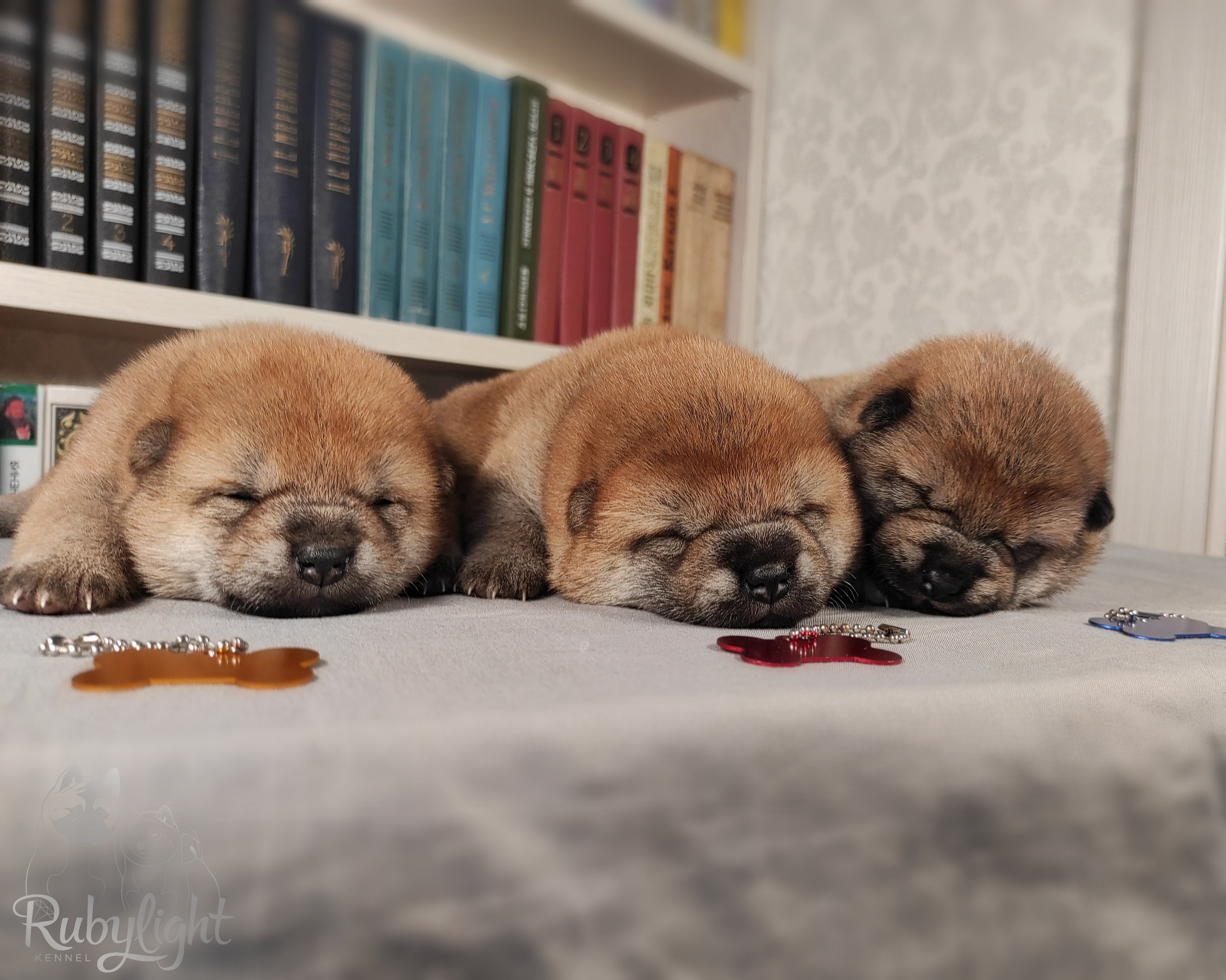 сиба питомник Рубилайт щенки на продажу rubylight  сиба щенки купить
