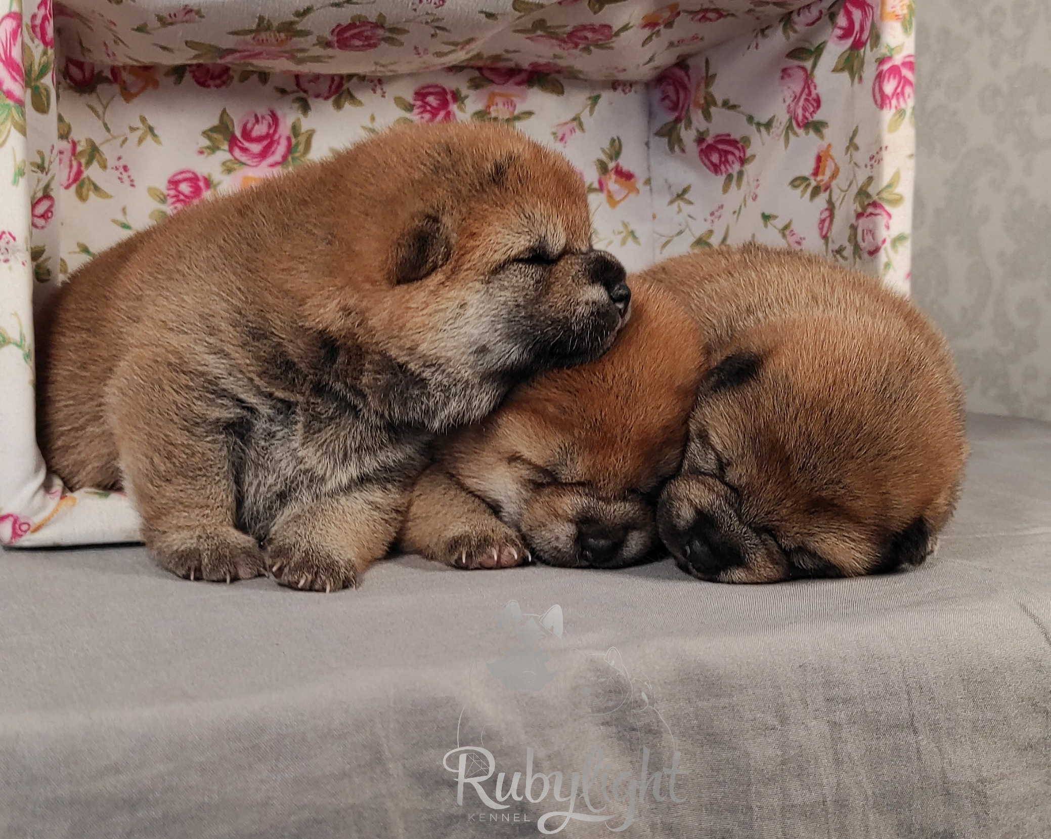 сиба питомник Рубилайт щенки на продажу rubylight  сиба щенки купить