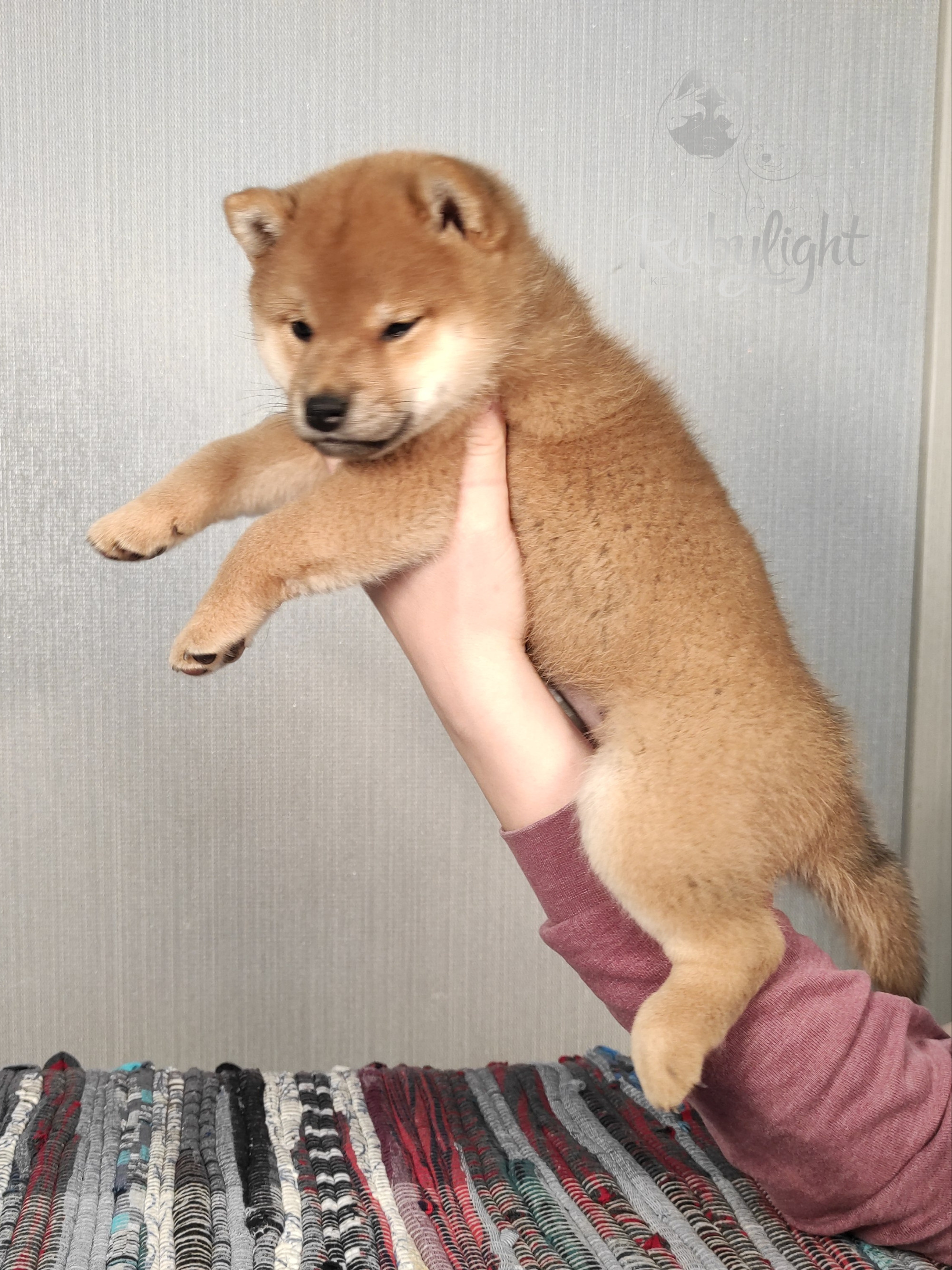 сиба питомник Рубилайт щенки на продажу rubylight  сиба щенки купить