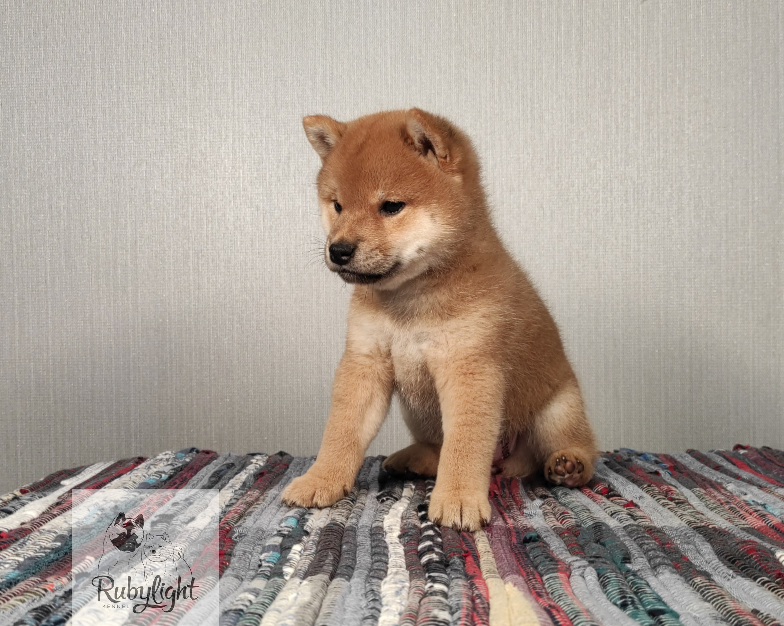 сиба питомник Рубилайт щенки на продажу rubylight  сиба щенки купить