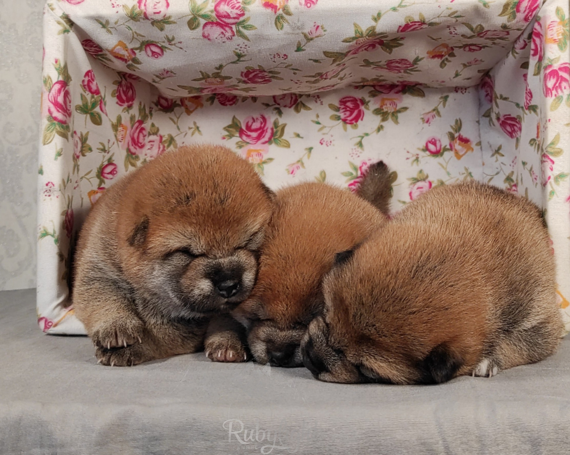 сиба питомник Рубилайт щенки на продажу rubylight  сиба щенки купить