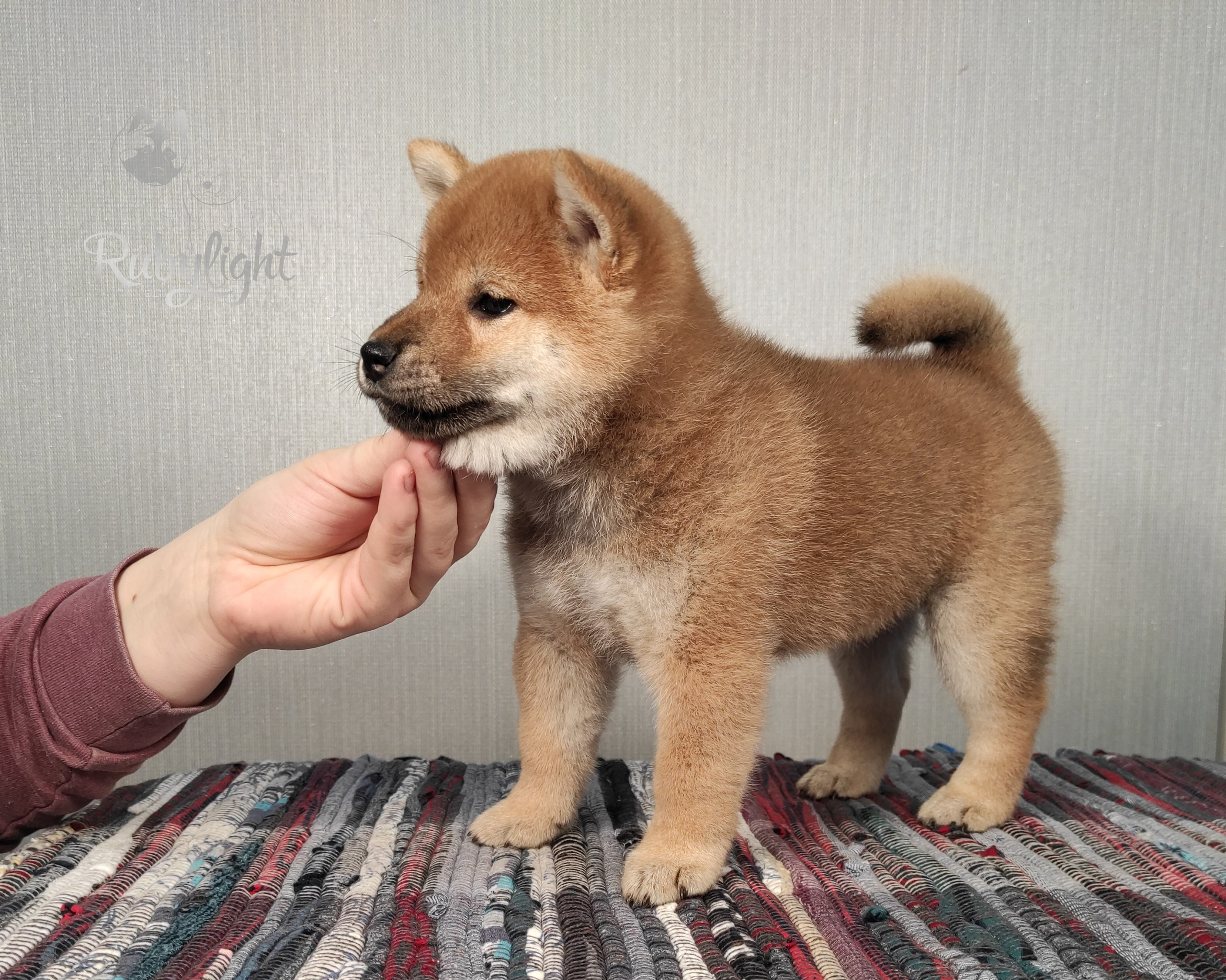 сиба питомник Рубилайт щенки на продажу rubylight  сиба щенки купить