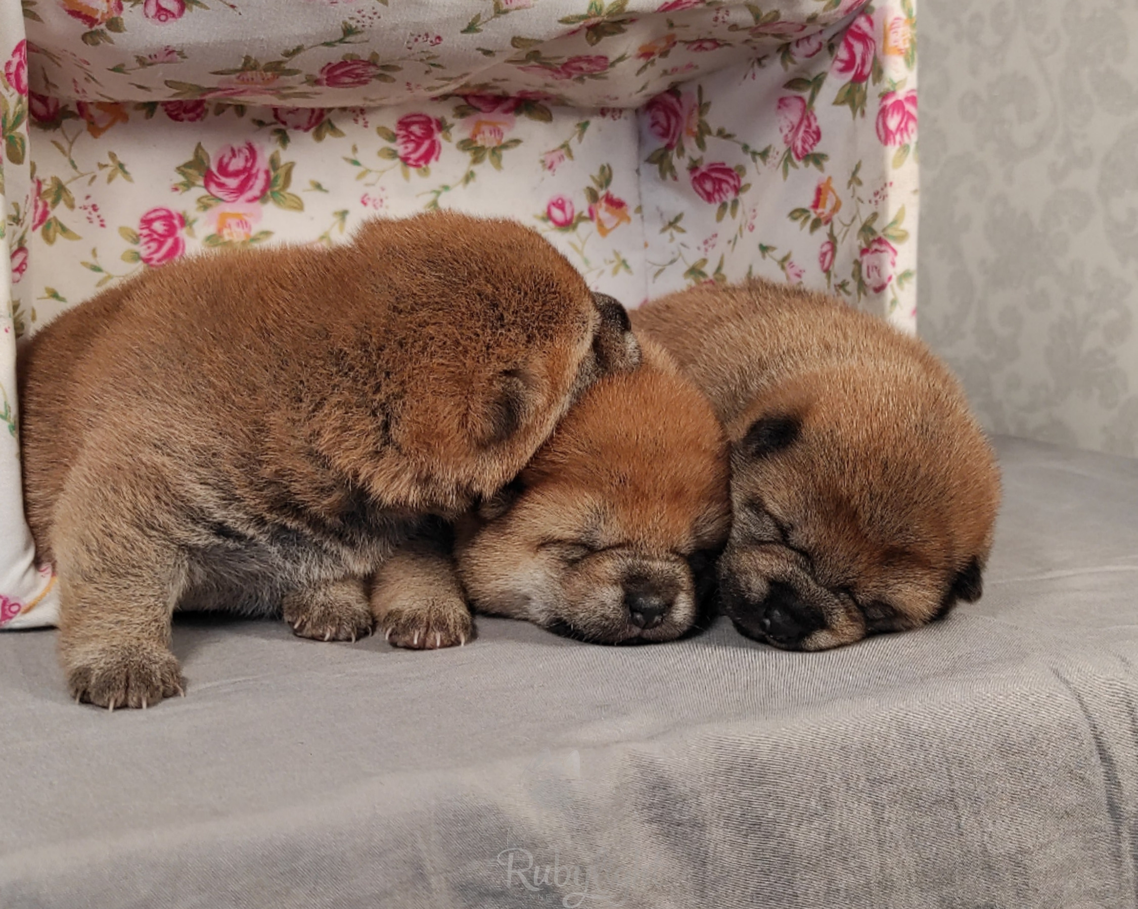 сиба питомник Рубилайт щенки на продажу rubylight  сиба щенки купить