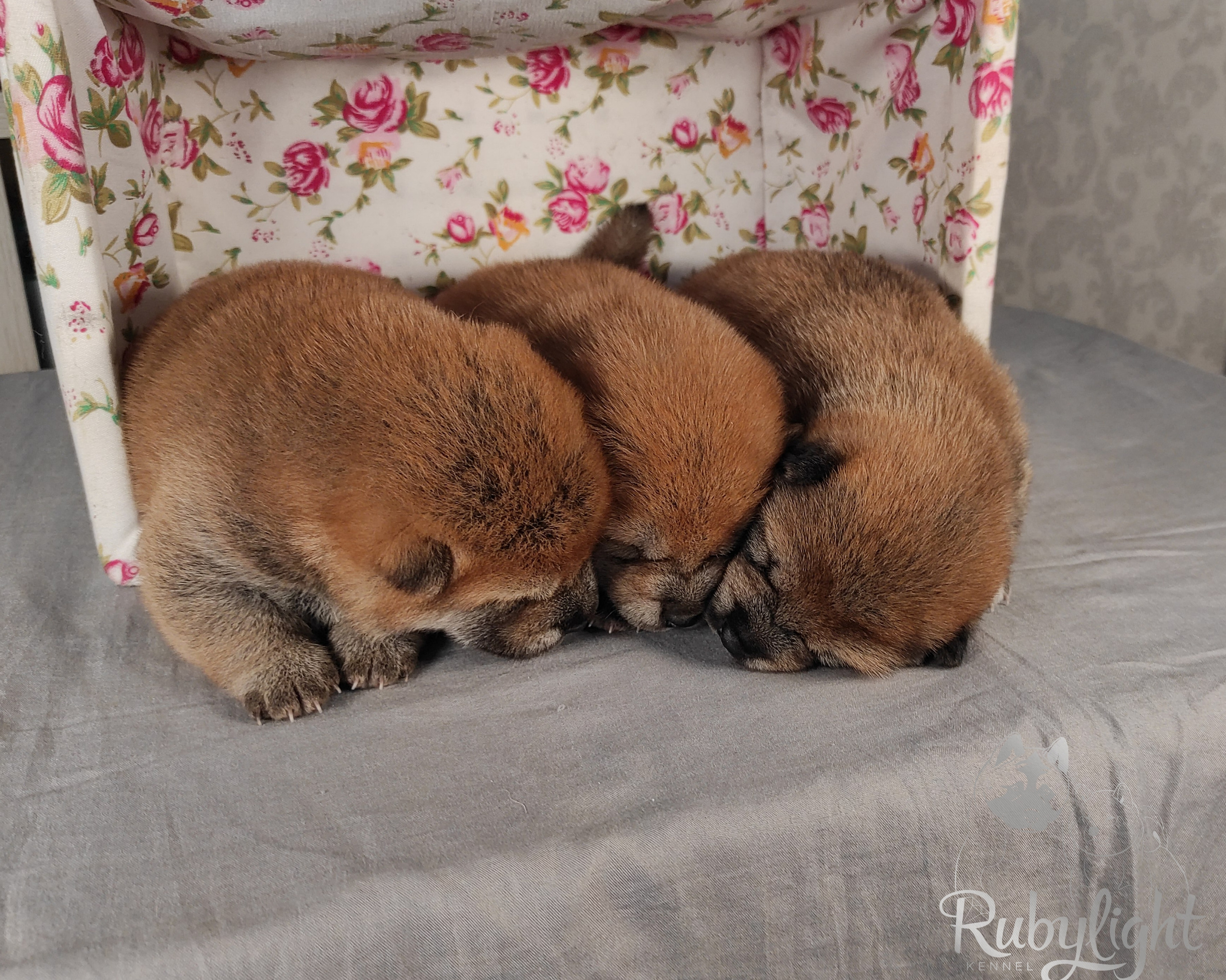 сиба питомник Рубилайт щенки на продажу rubylight  сиба щенки купить