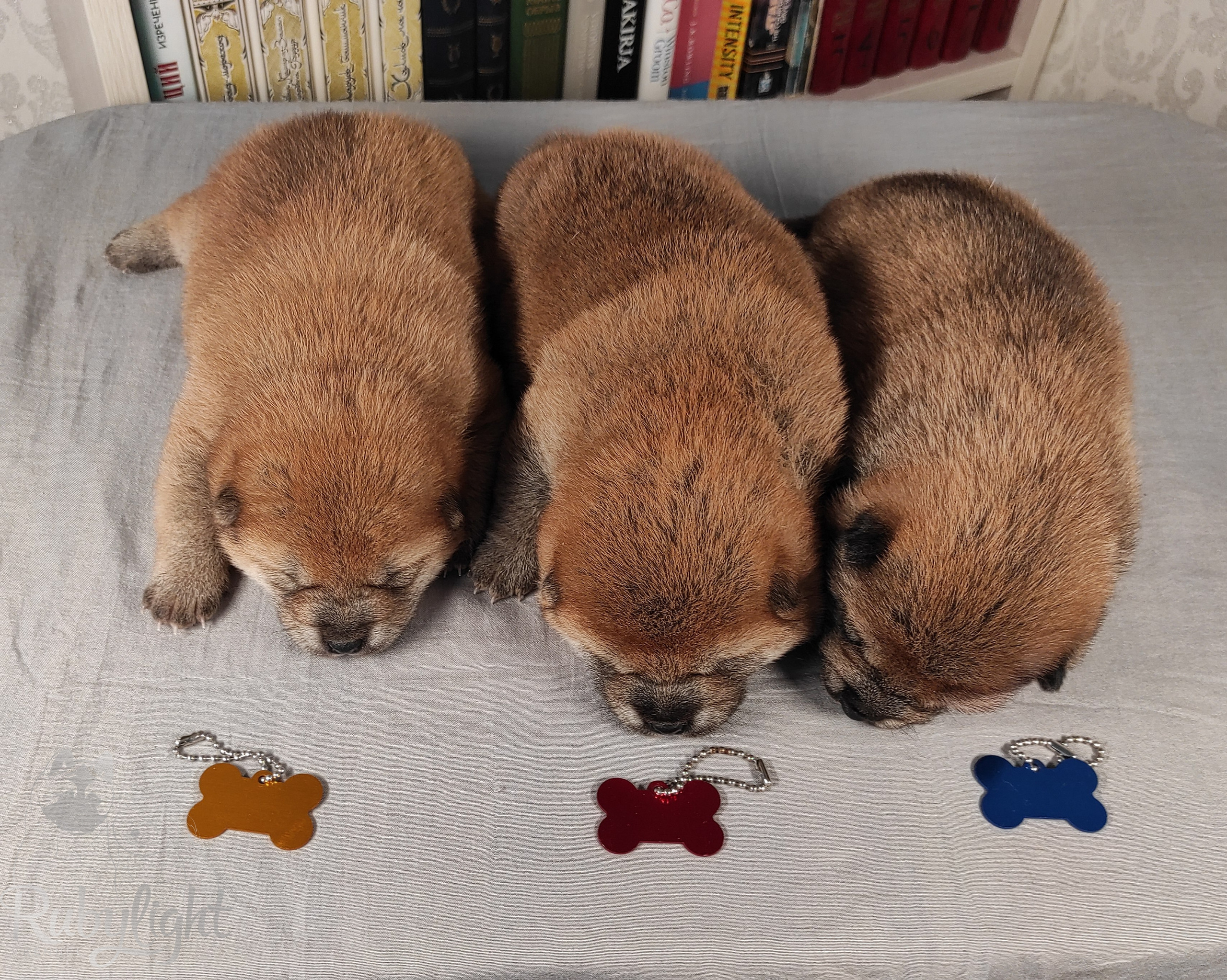 сиба питомник Рубилайт щенки на продажу rubylight  сиба щенки купить