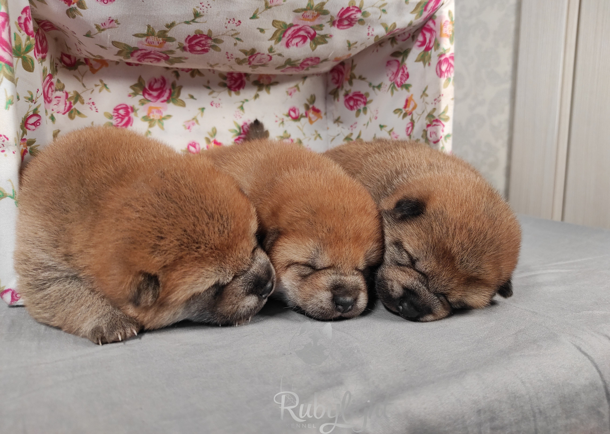 сиба питомник Рубилайт щенки на продажу rubylight  сиба щенки купить