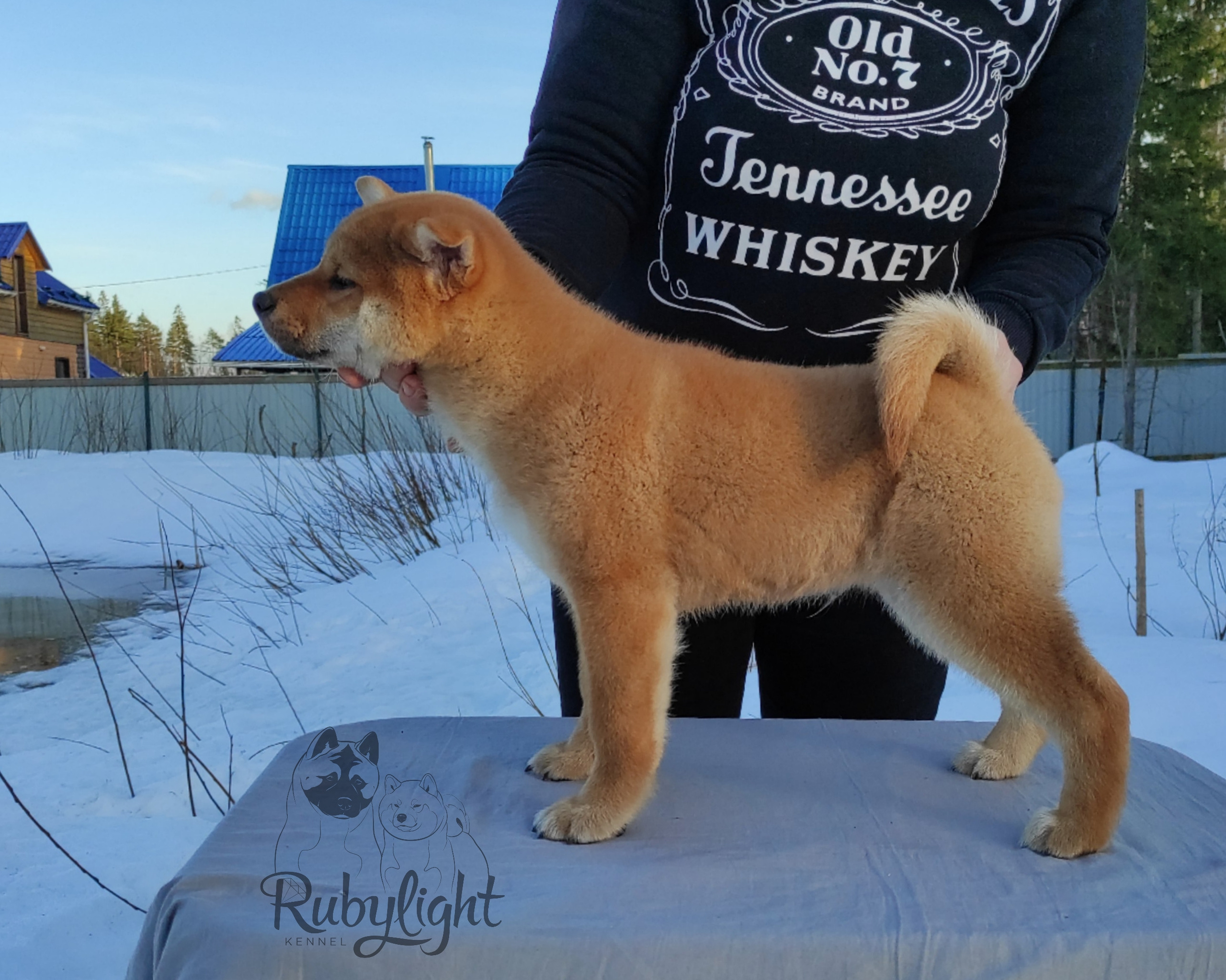 сиба питомник Рубилайт щенки на продажу rubylight  сиба щенки купить Шиба сиба-ину