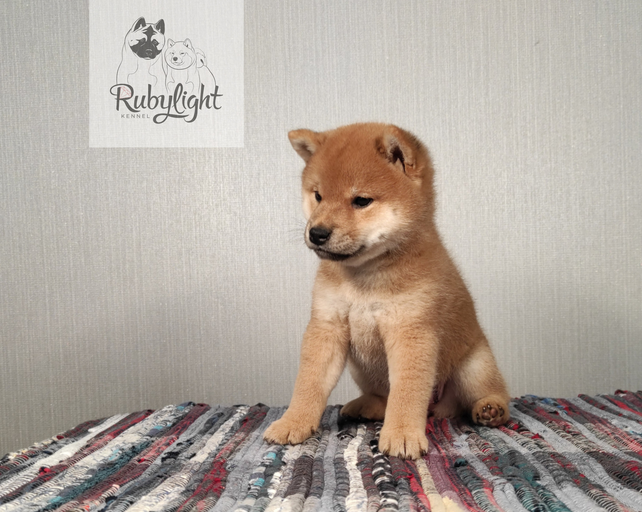 сиба питомник Рубилайт щенки на продажу rubylight  сиба щенки купить