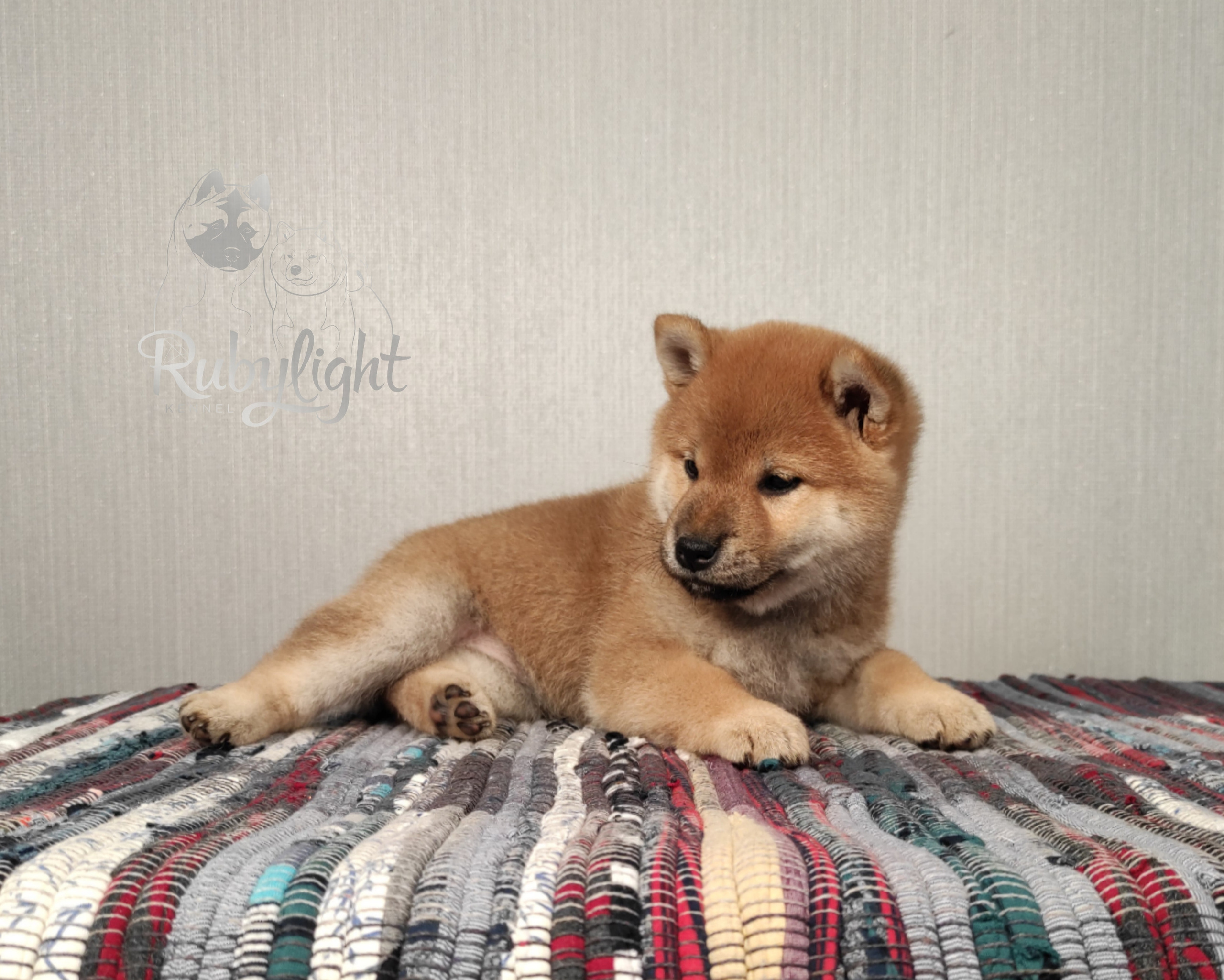 сиба питомник Рубилайт щенки на продажу rubylight  сиба щенки купить
