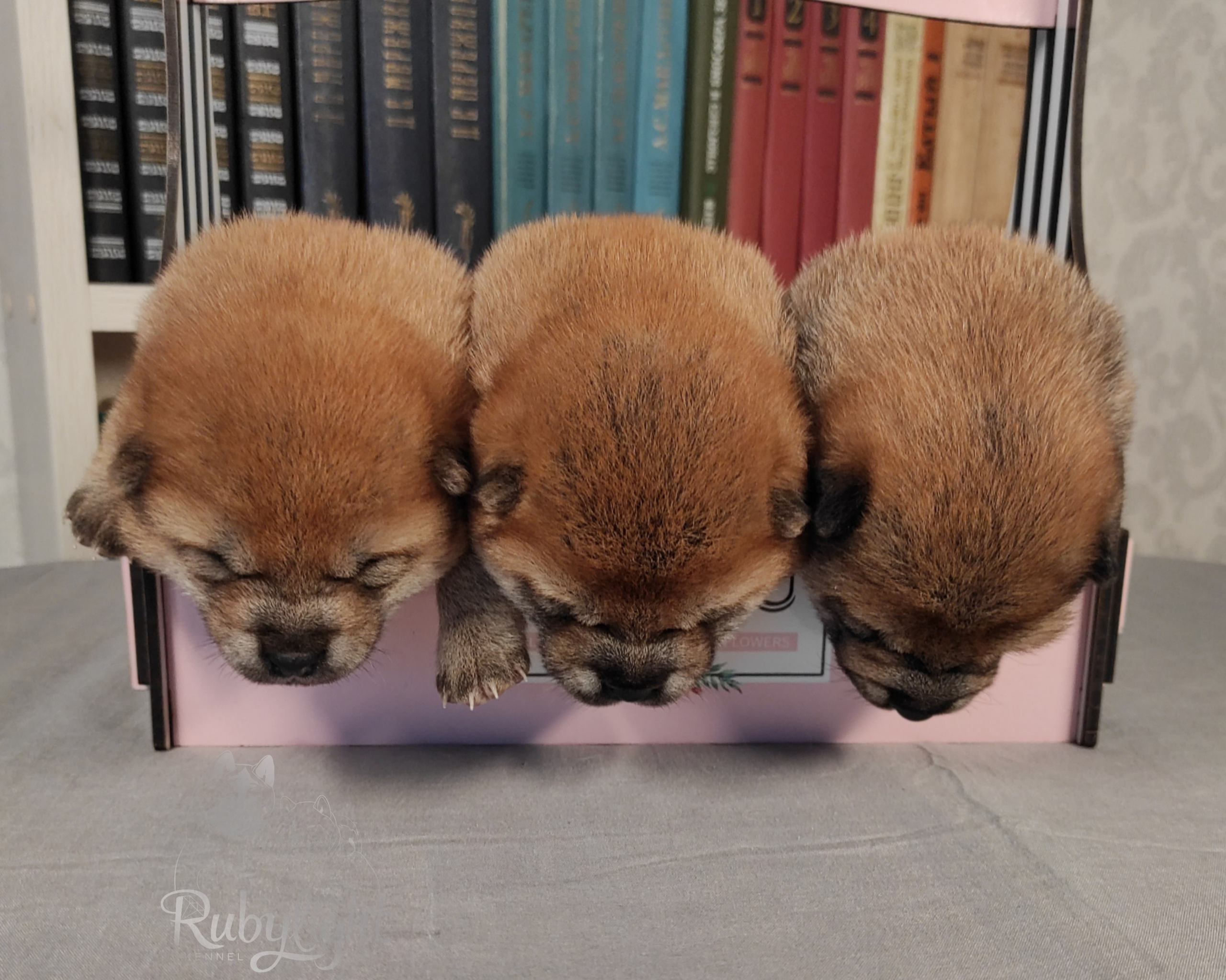 сиба питомник Рубилайт щенки на продажу rubylight  сиба щенки купить