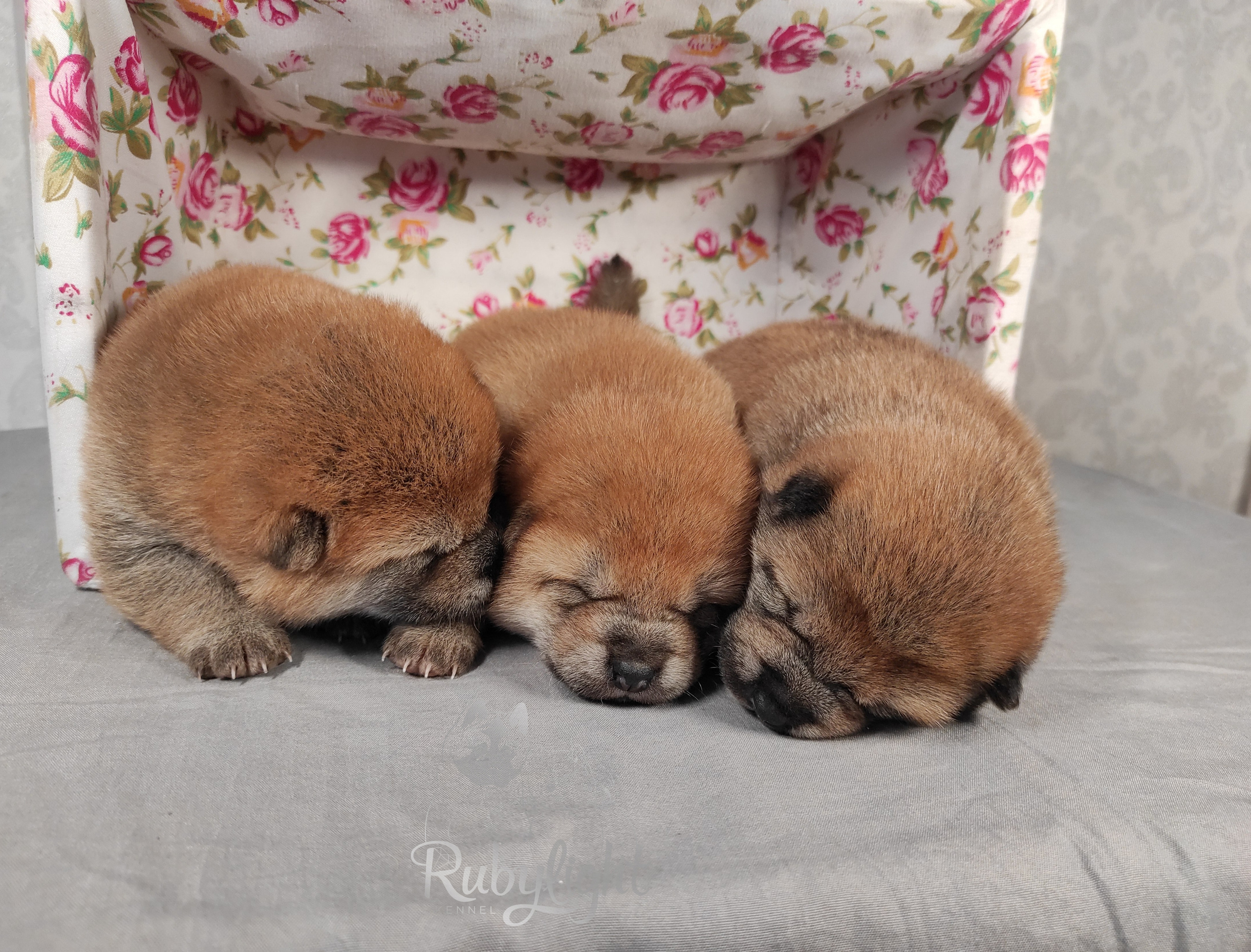 сиба питомник Рубилайт щенки на продажу rubylight  сиба щенки купить