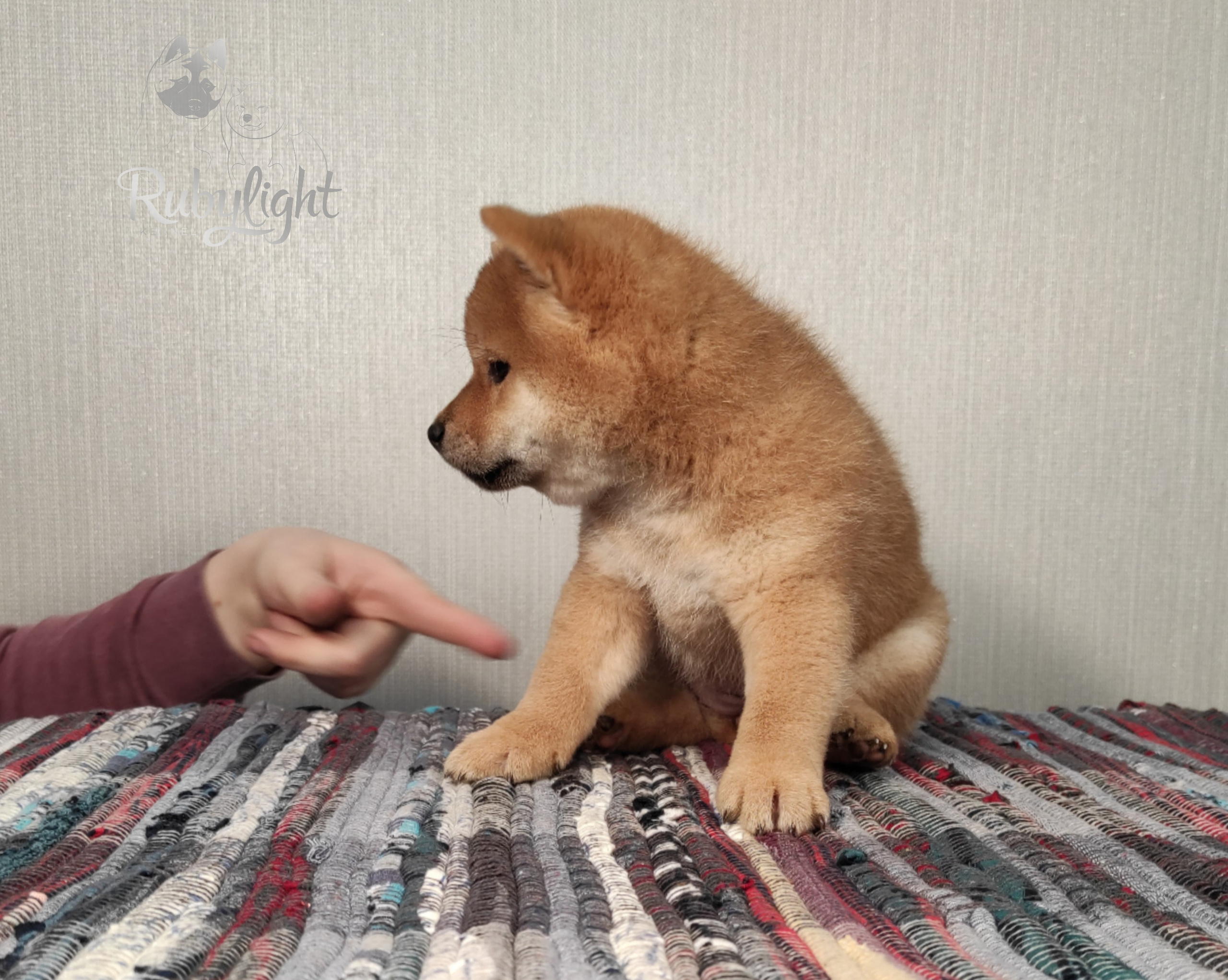 сиба питомник Рубилайт щенки на продажу rubylight  сиба щенки купить