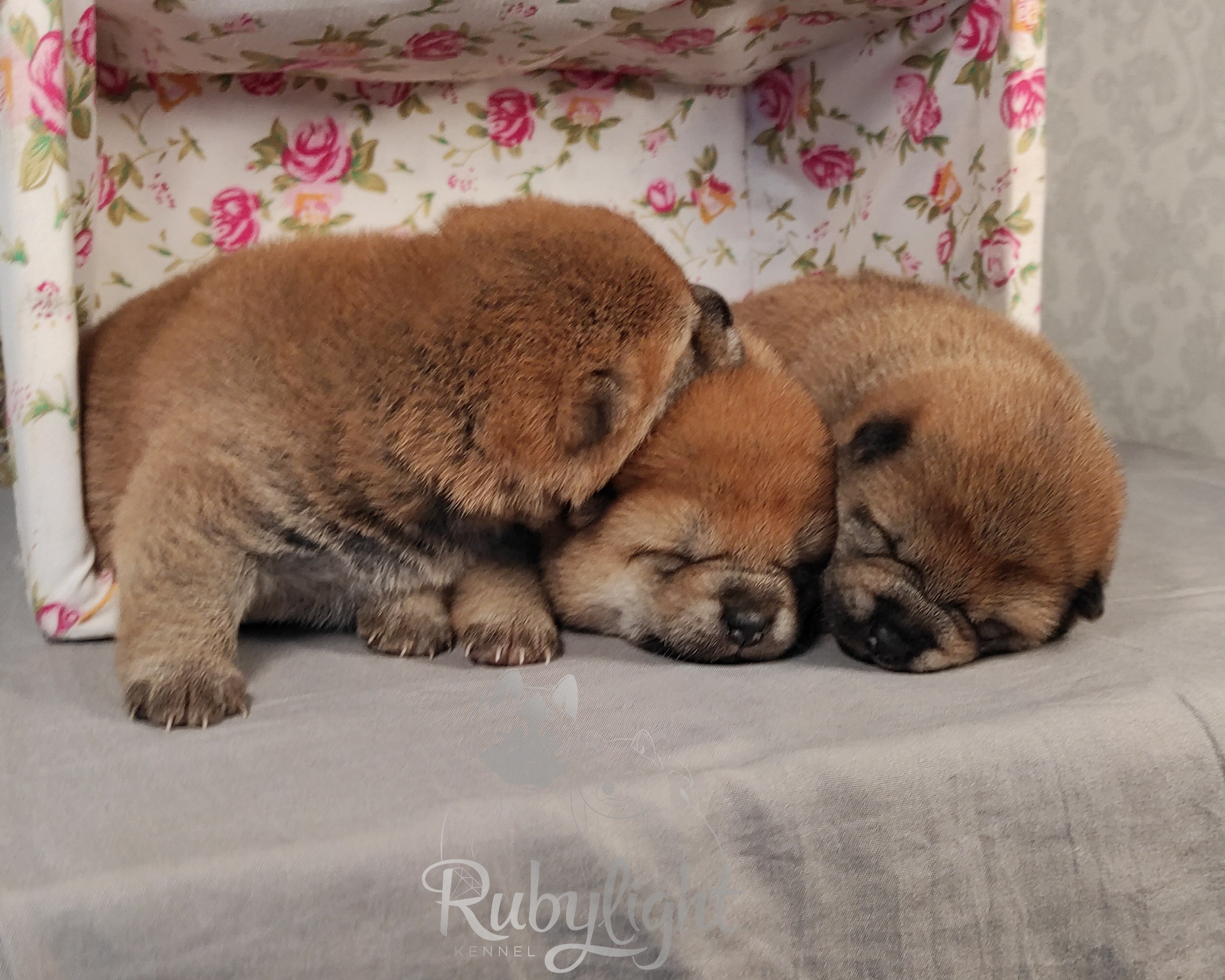 сиба питомник Рубилайт щенки на продажу rubylight  сиба щенки купить