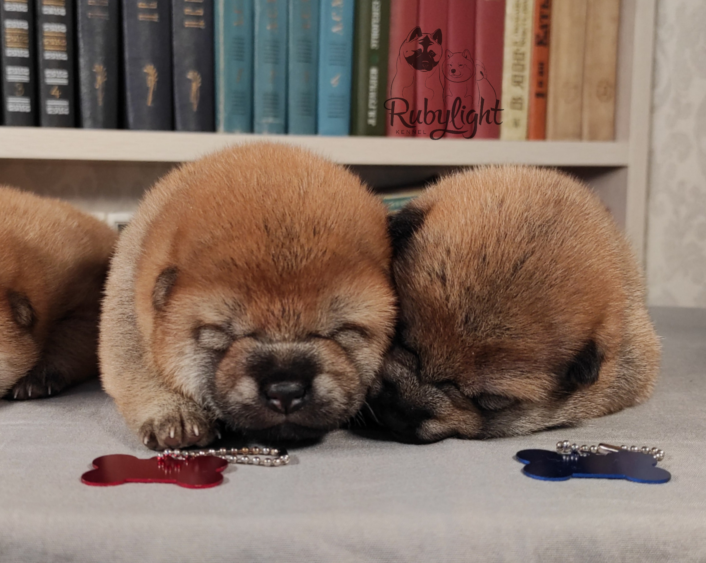 сиба питомник Рубилайт щенки на продажу rubylight  сиба щенки купить