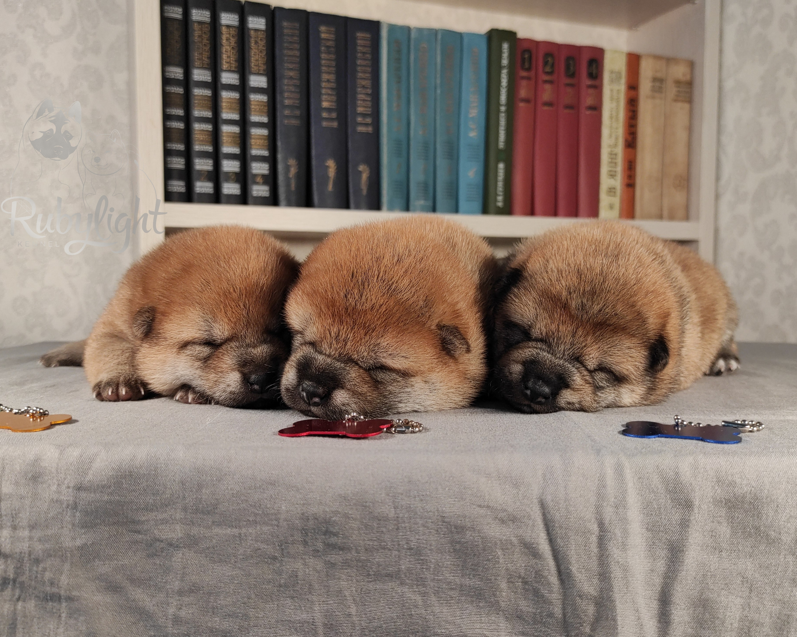 сиба питомник Рубилайт щенки на продажу rubylight  сиба щенки купить