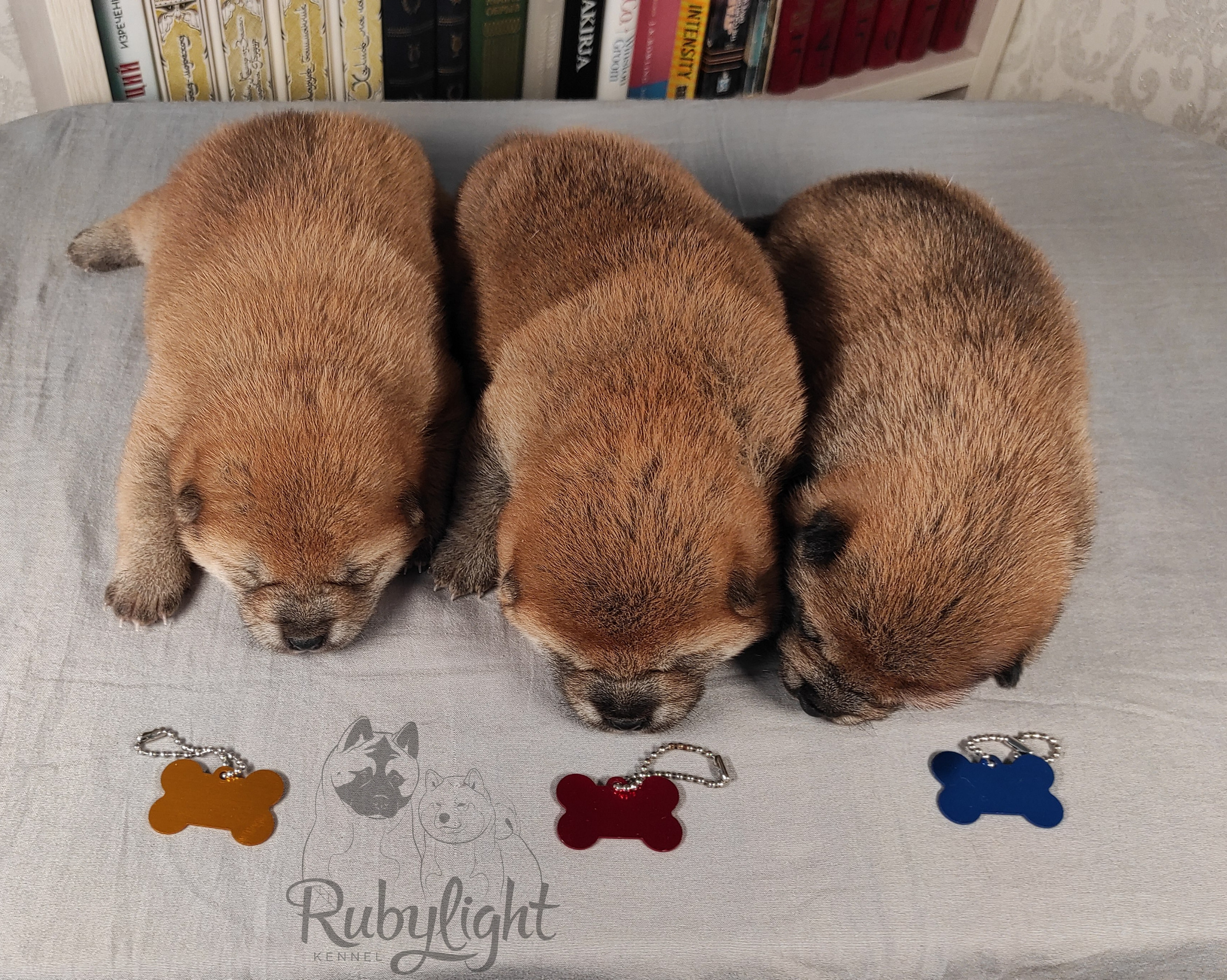 сиба питомник Рубилайт щенки на продажу rubylight  сиба щенки купить