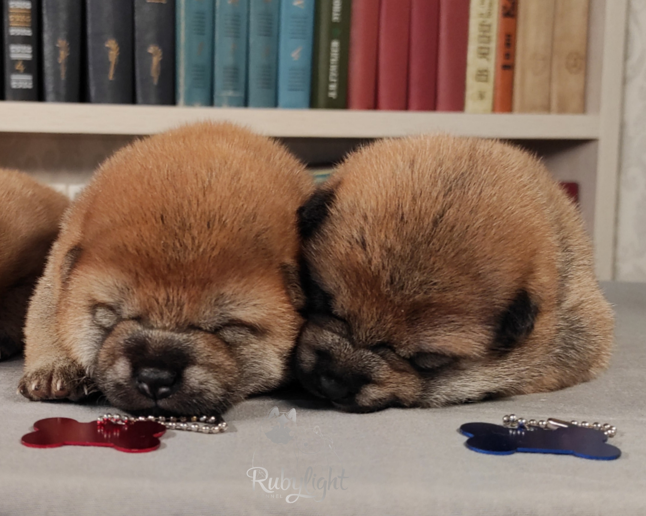 сиба питомник Рубилайт щенки на продажу rubylight  сиба щенки купить