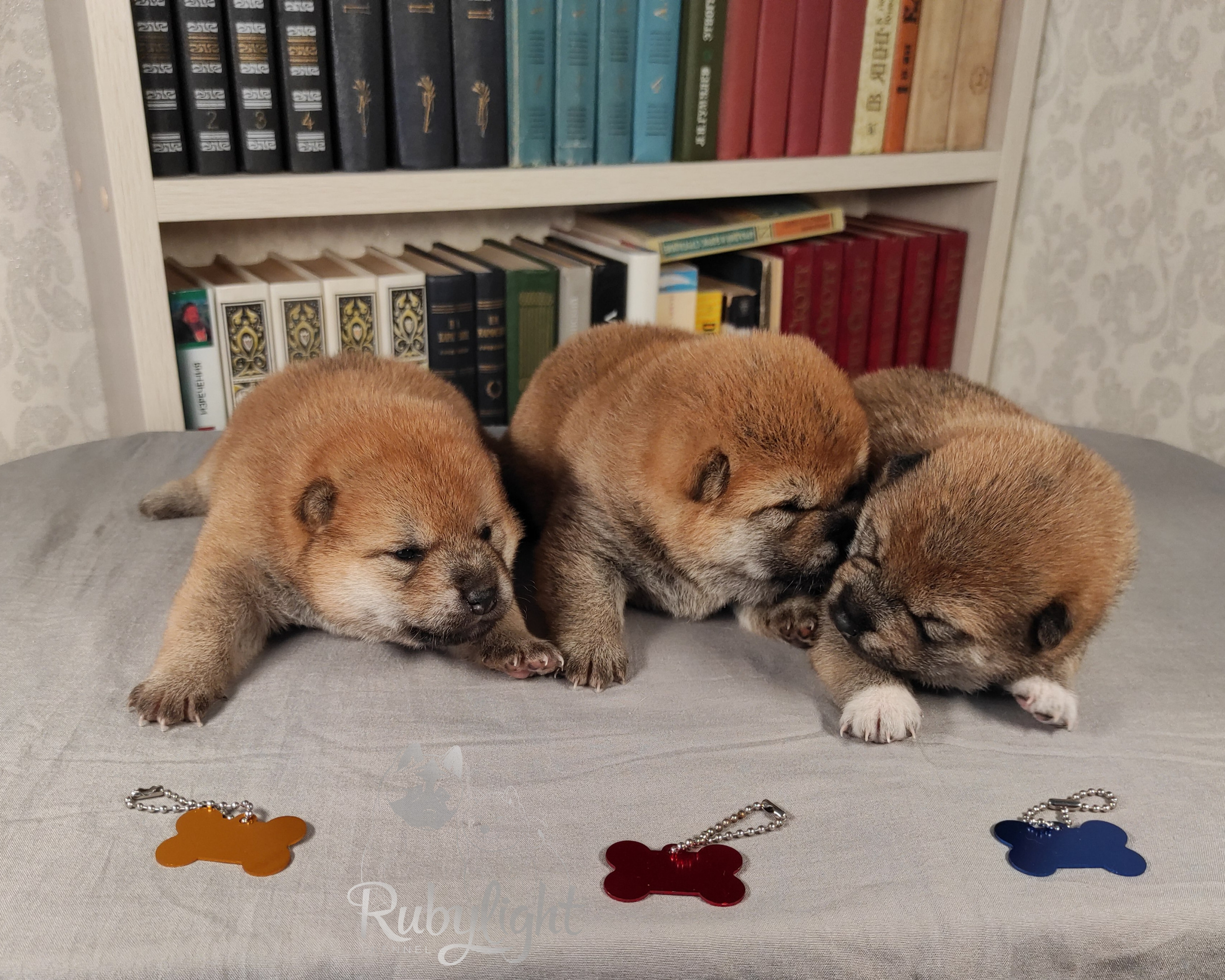 сиба питомник Рубилайт щенки на продажу rubylight  сиба щенки купить