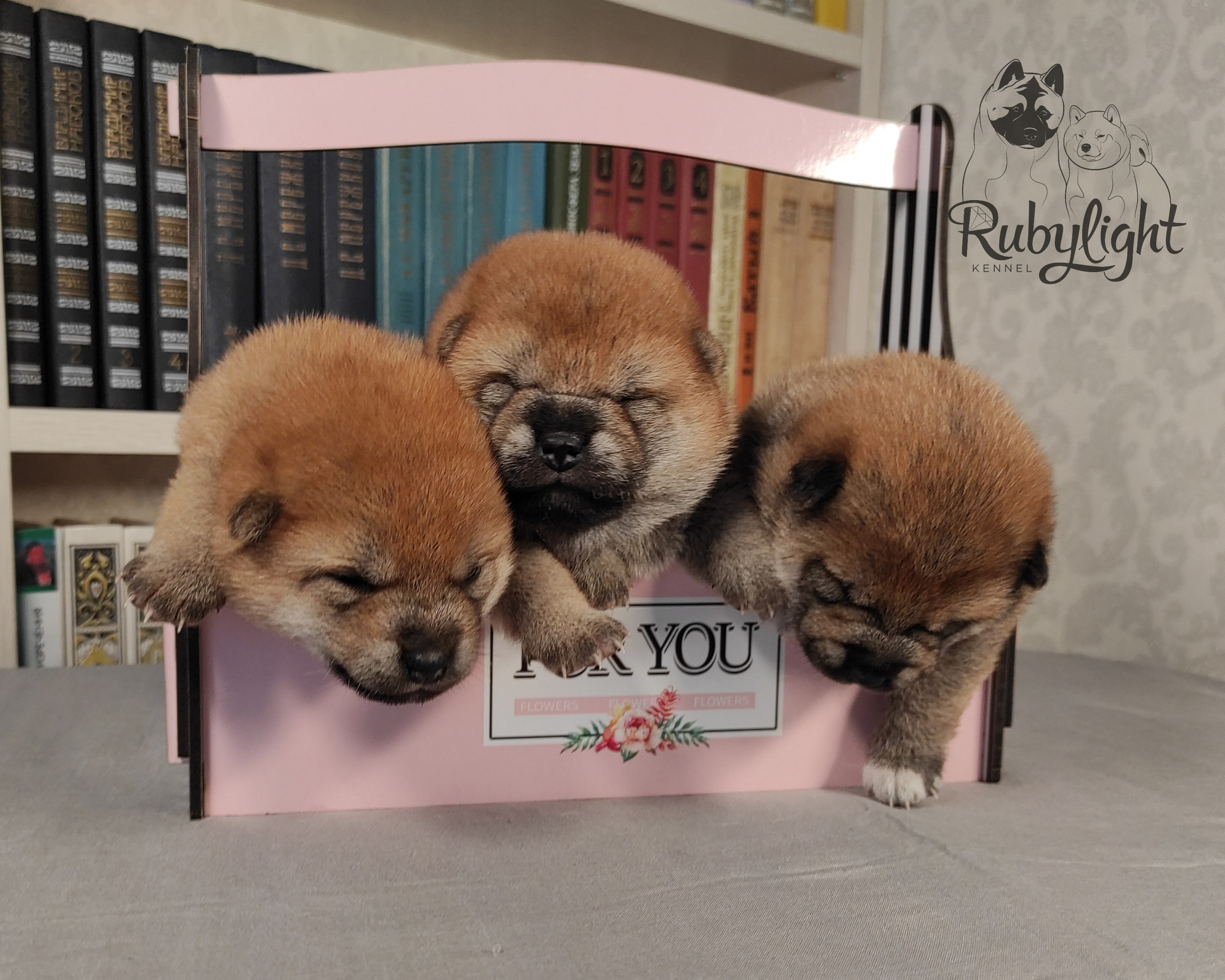 сиба питомник Рубилайт щенки на продажу rubylight  сиба щенки купить