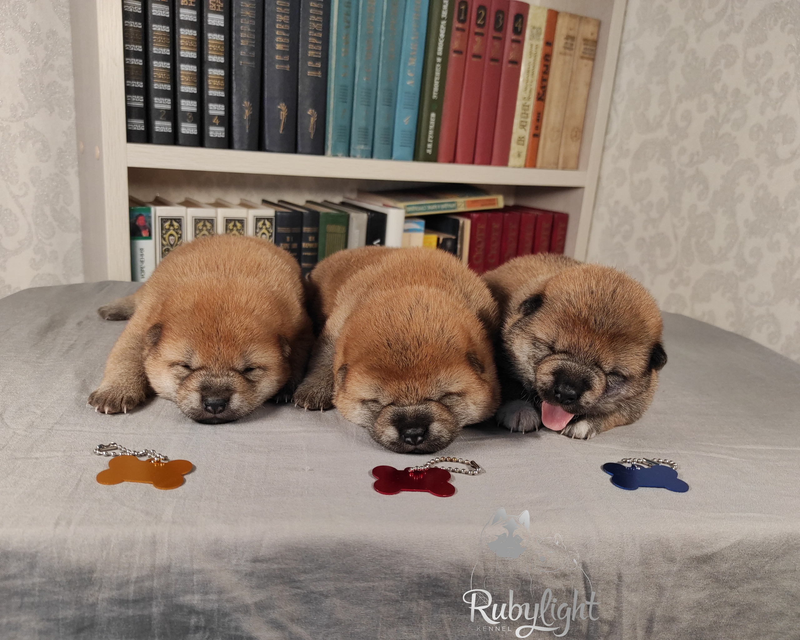 сиба питомник Рубилайт щенки на продажу rubylight  сиба щенки купить