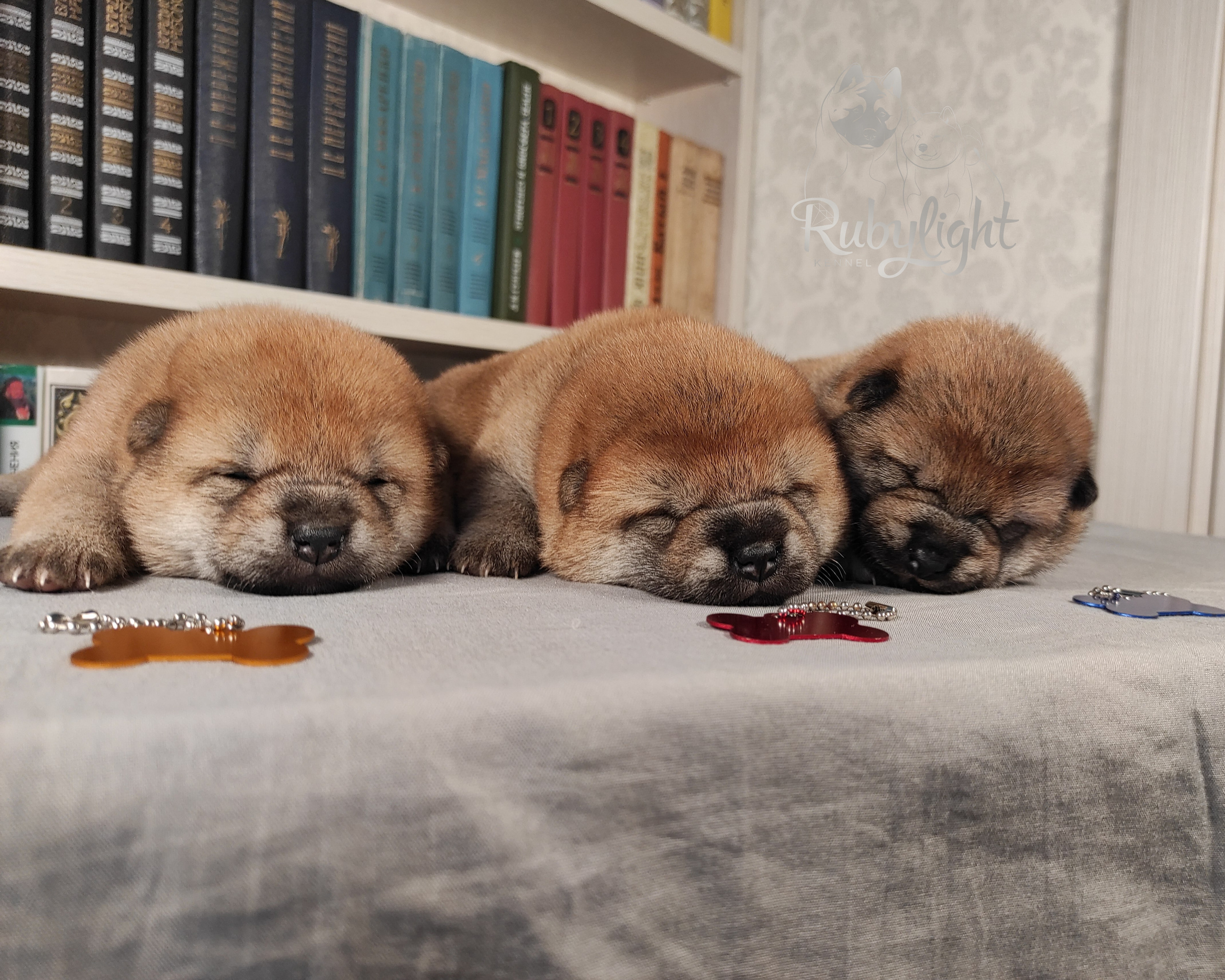 сиба питомник Рубилайт щенки на продажу rubylight  сиба щенки купить