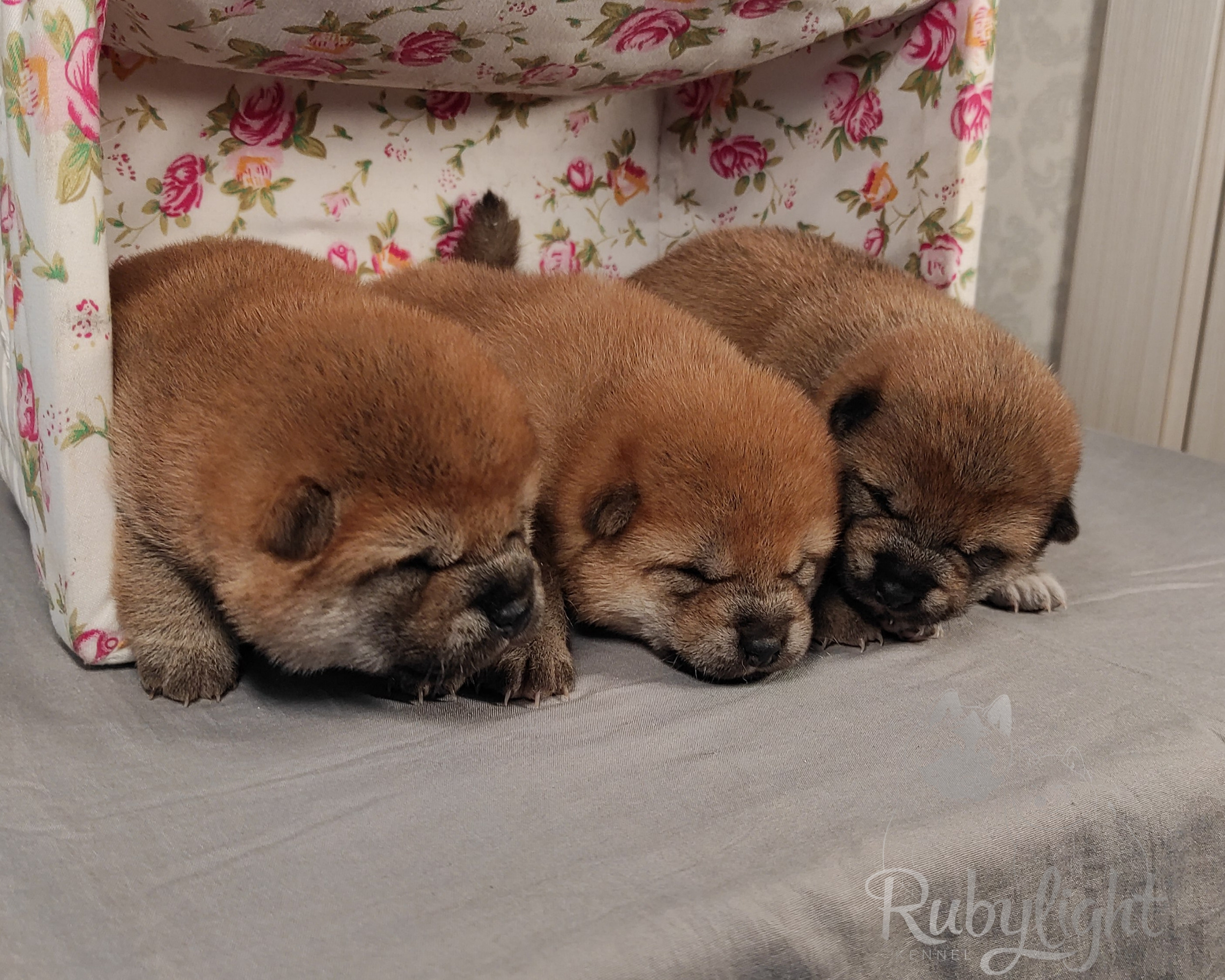 сиба питомник Рубилайт щенки на продажу rubylight  сиба щенки купить