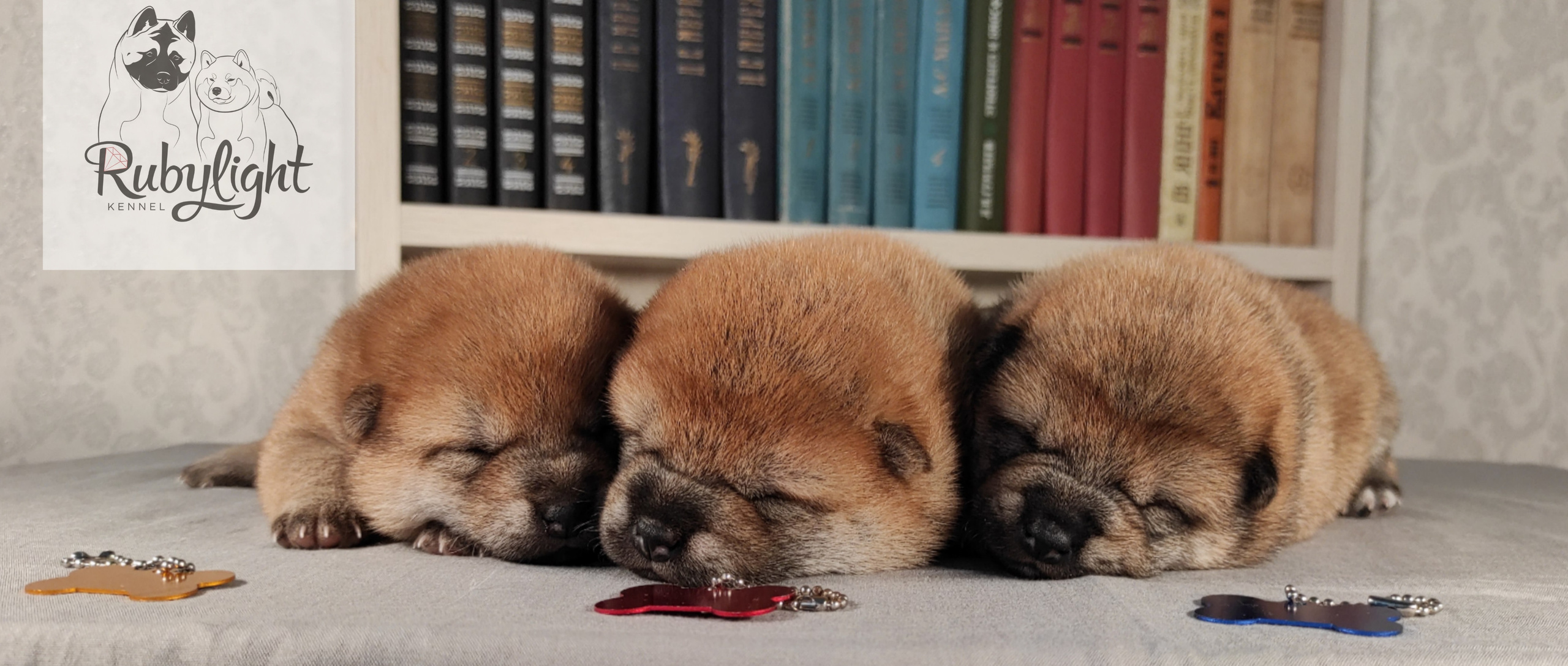 сиба питомник Рубилайт щенки на продажу rubylight  сиба щенки купить
