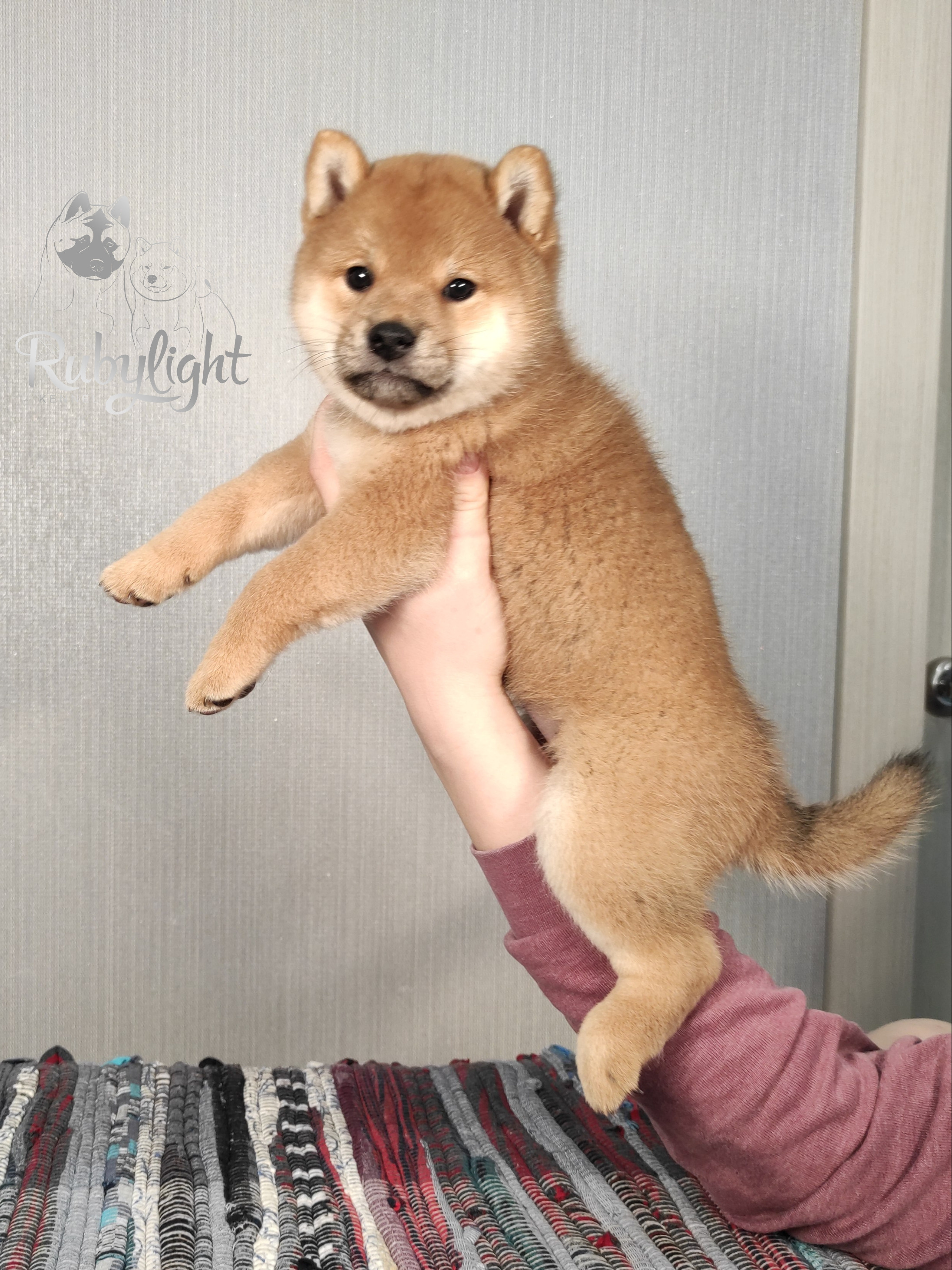 сиба питомник Рубилайт щенки на продажу rubylight  сиба щенки купить