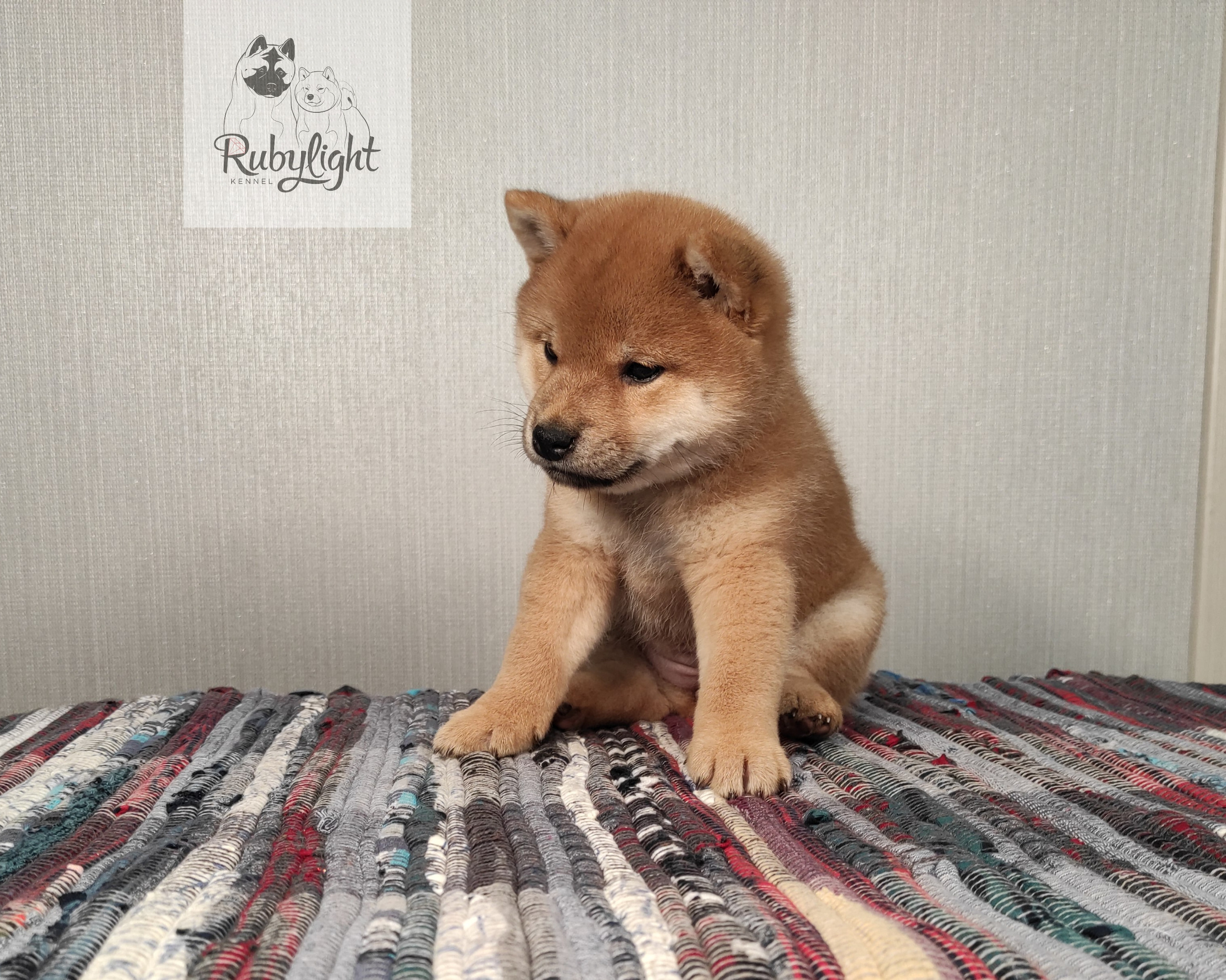 сиба питомник Рубилайт щенки на продажу rubylight  сиба щенки купить