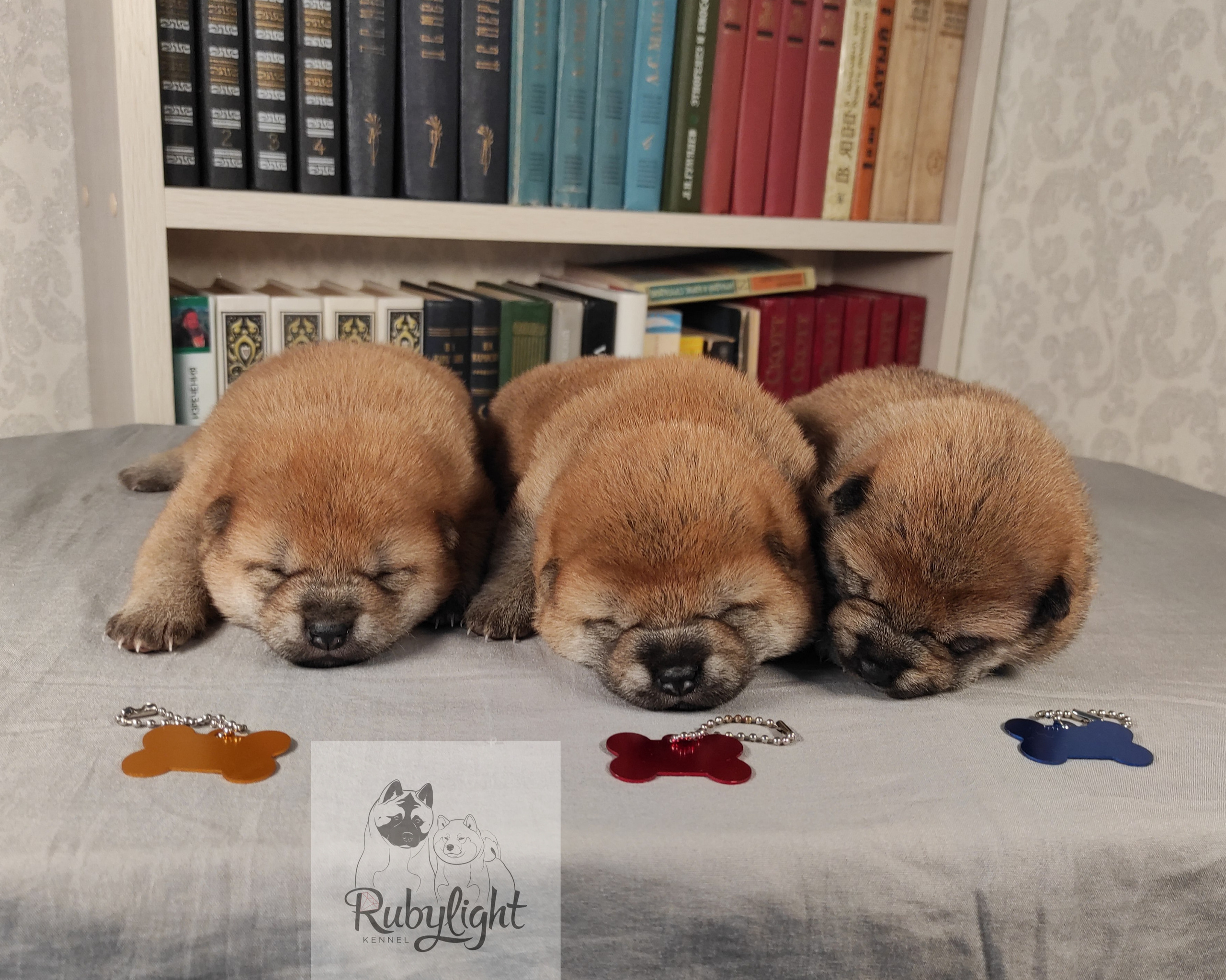 сиба питомник Рубилайт щенки на продажу rubylight  сиба щенки купить