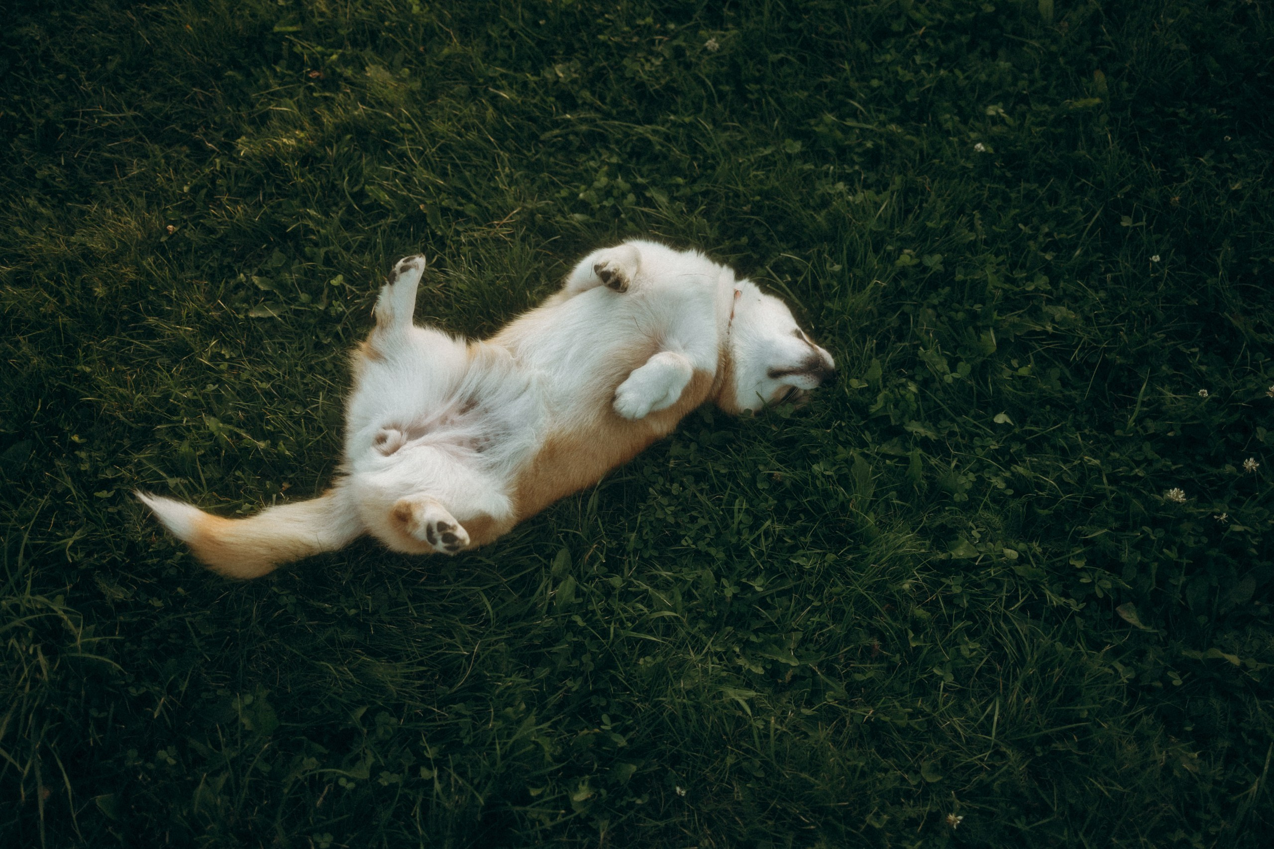 Лея, Коржик, Олеся и Влад. Фотограф анималист Анастасия Пикей