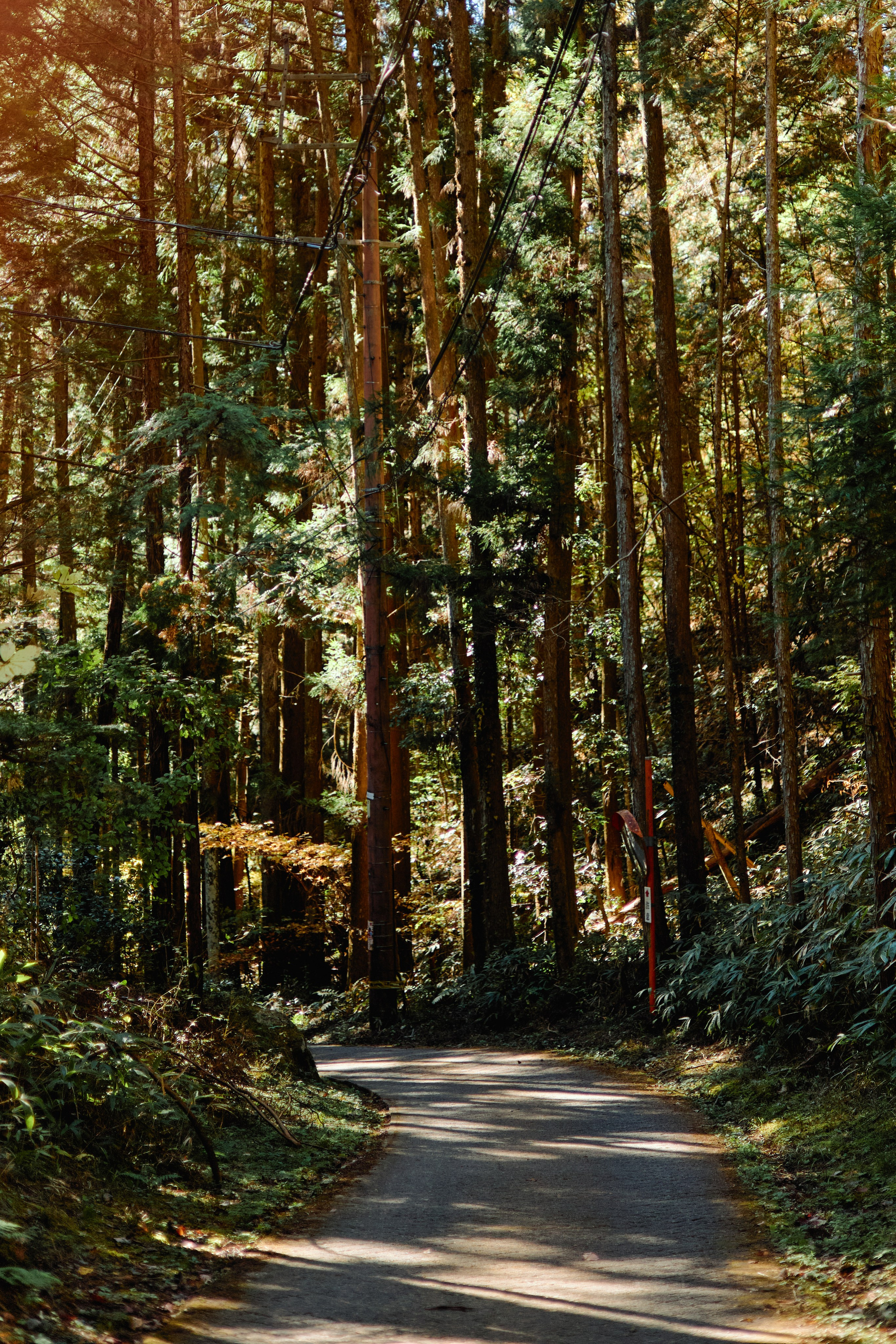 Япония. Профессиональный Фотограф во Владимире, в Москве и в Суздале — Полина Романычева