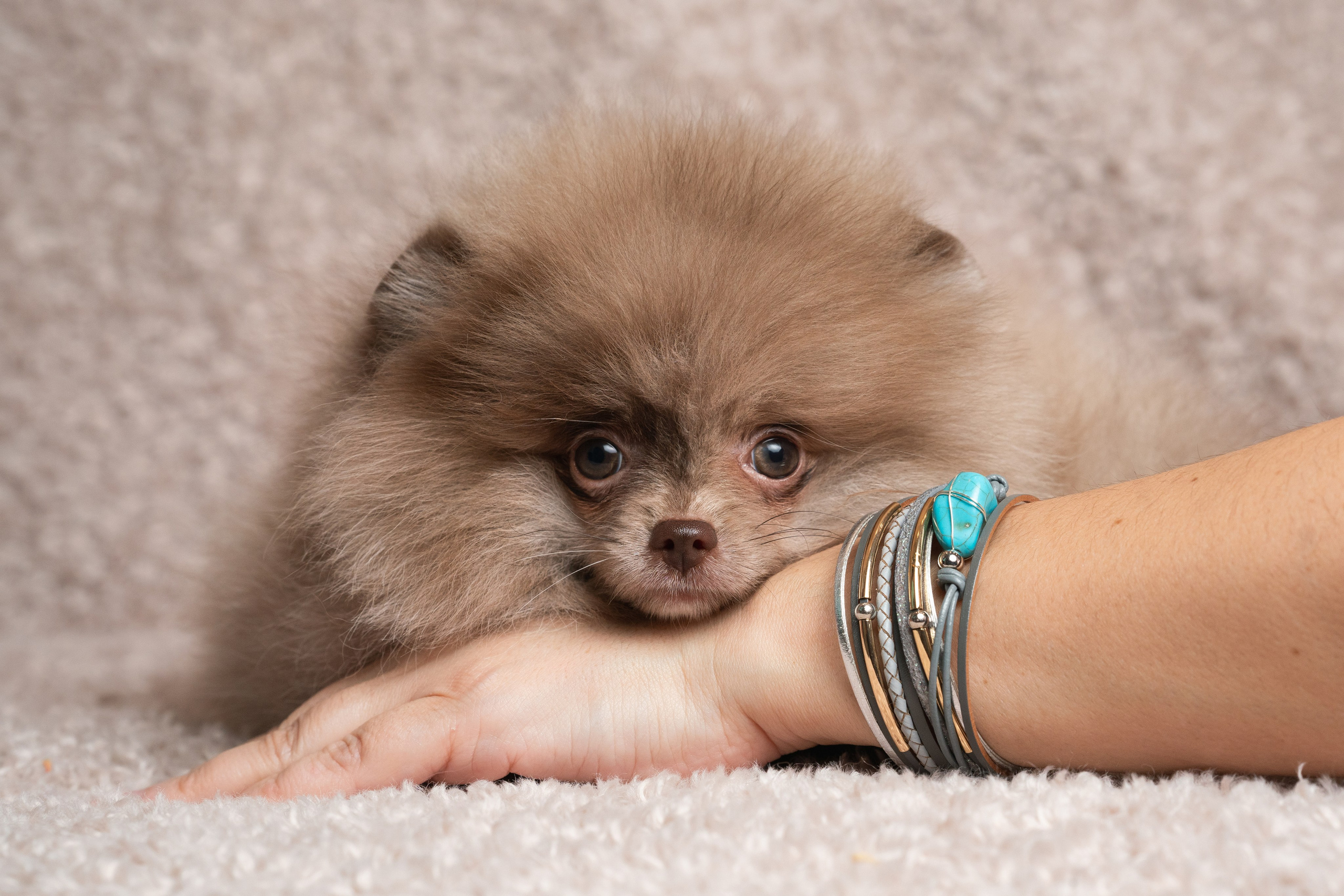 Шпицы. Фотограф анималист Осипчикова Мария