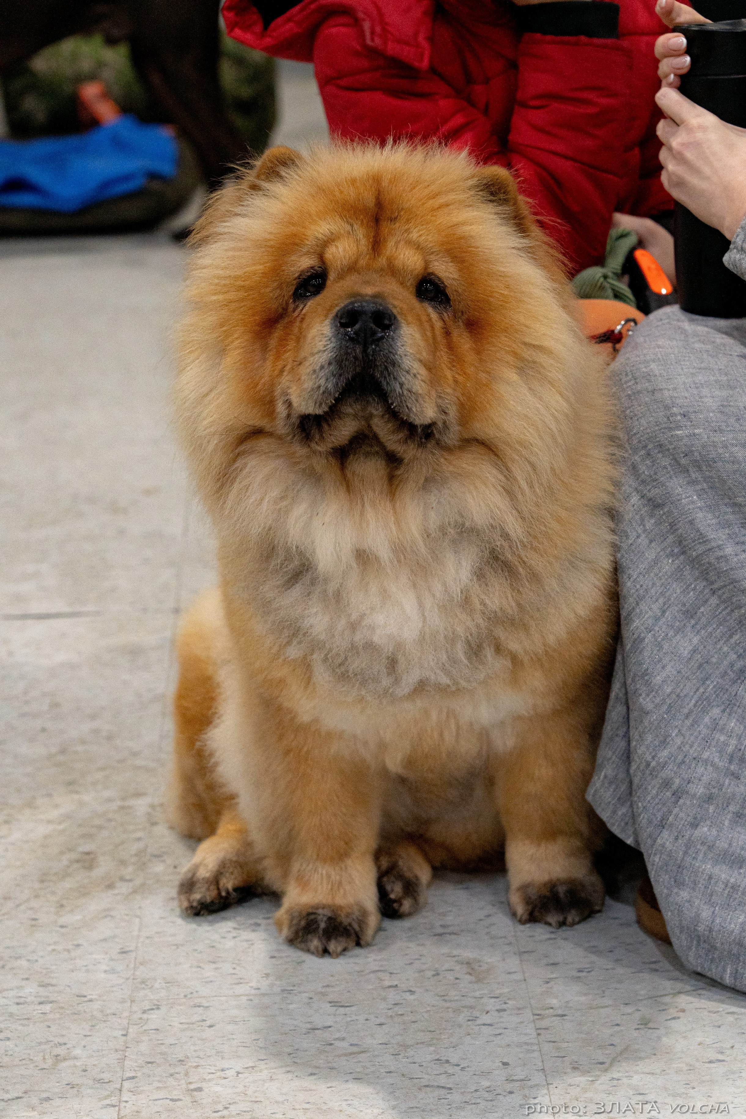 Животные. Фото, видео, монтаж