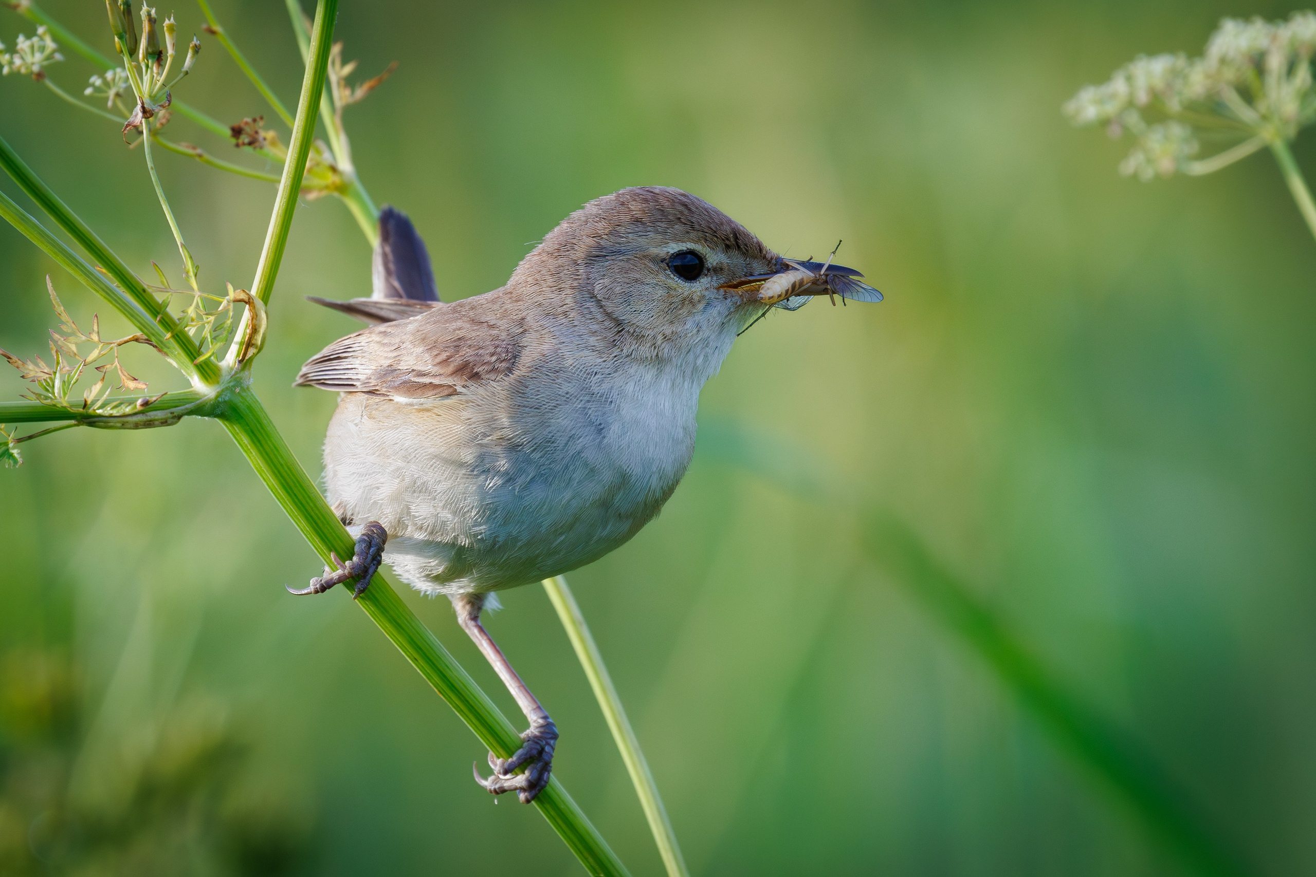 Северная бормотушка с добычей в клюве Снято на Canon EOS R8, RF 600 mm f11.
