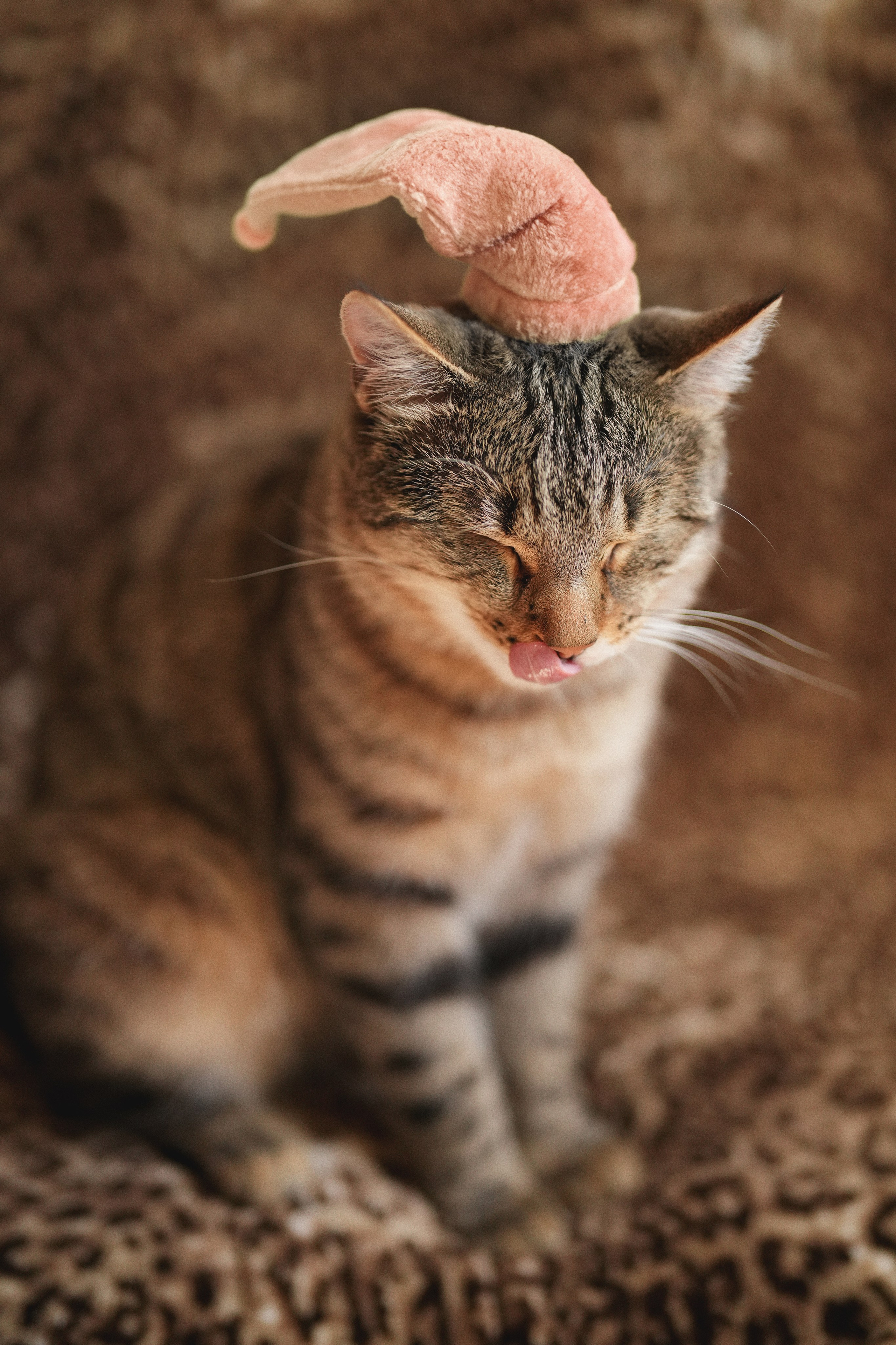 «Мур-Мяу» Котокафе. Фотограф Елена Буданова Тверь