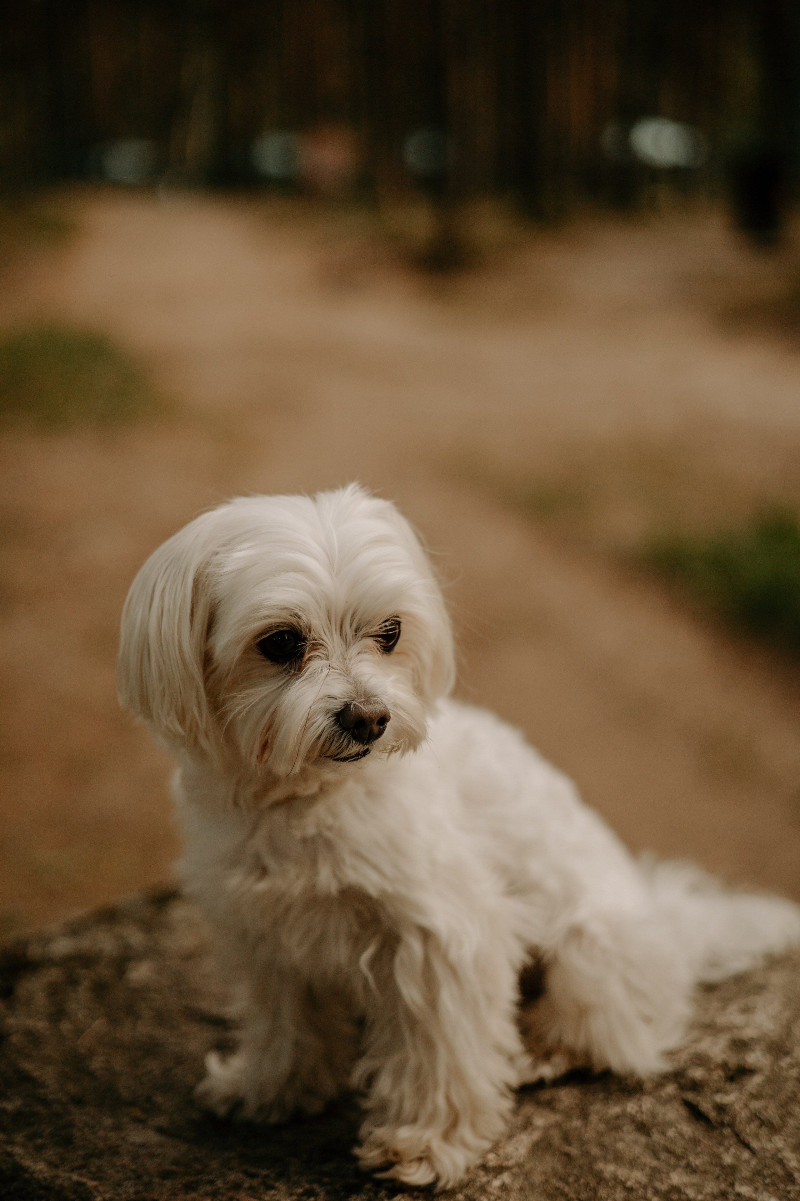 Оля и Джастин. Фотограф — анималист •love-story•|Санкт-Петербург