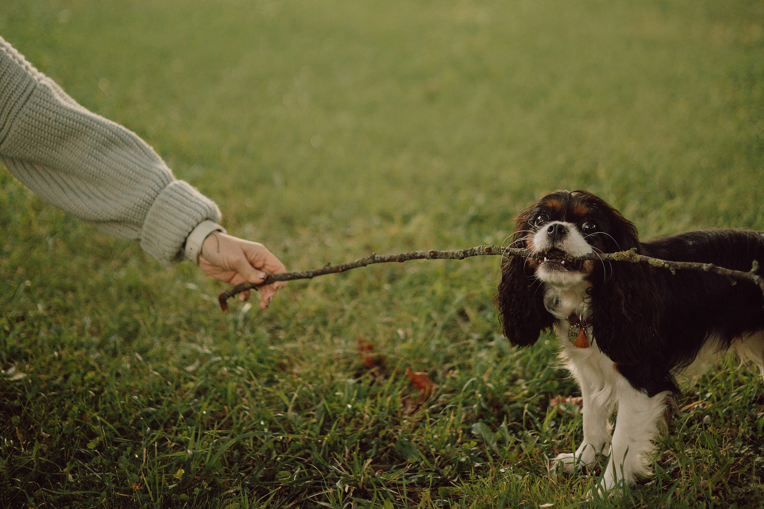 Один день из жизни Стеши и её родных. Фотограф — анималист •love-story•|Санкт-Петербург