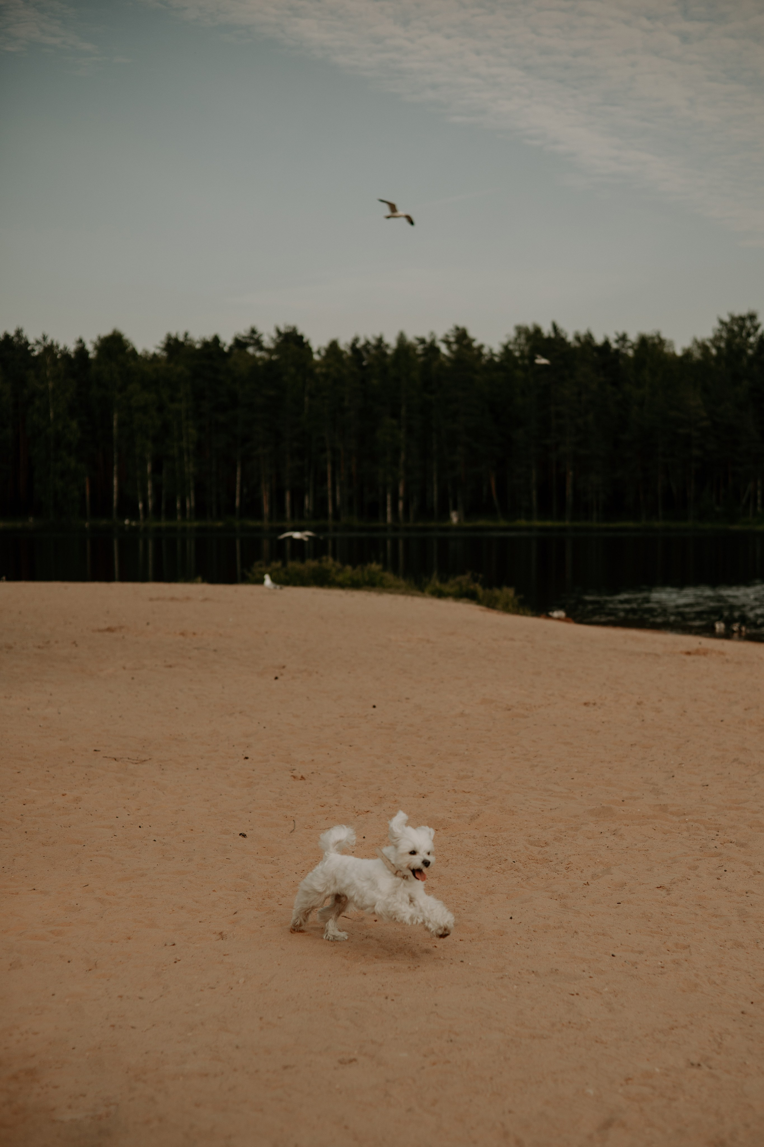 Оля и Джастин. Фотограф — анималист •love-story•|Санкт-Петербург